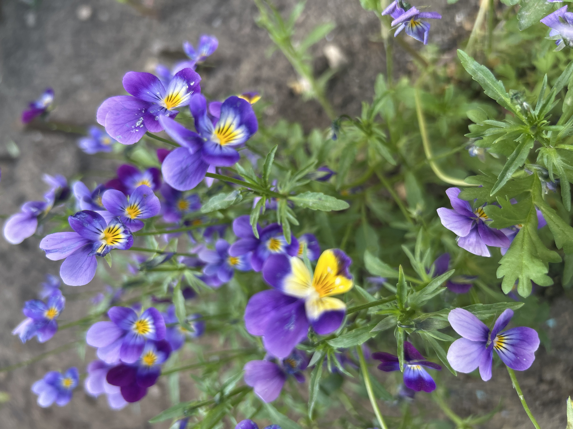 A close-up, eye-level, vertical, slightly tilted, outdoor medium shot captures a cluster of small, purple and yellow pansies in focus, with a blurred background of brown soil and green foliage. The flowers are varied in their bloom, with some fully open and others partially closed, their petals a vibrant mix of deep purple, lavender, and bright yellow. Thin, delicate green stems and leaves surround the flowers, creating a lush, natural setting. The lighting appears to be natural daylight, casting soft shadows and highlighting the dew drops on some of the petals. No people or animals are visible in the scene. The image suggests a peaceful, garden-like environment, likely in Angarsk, Russia, given the context.