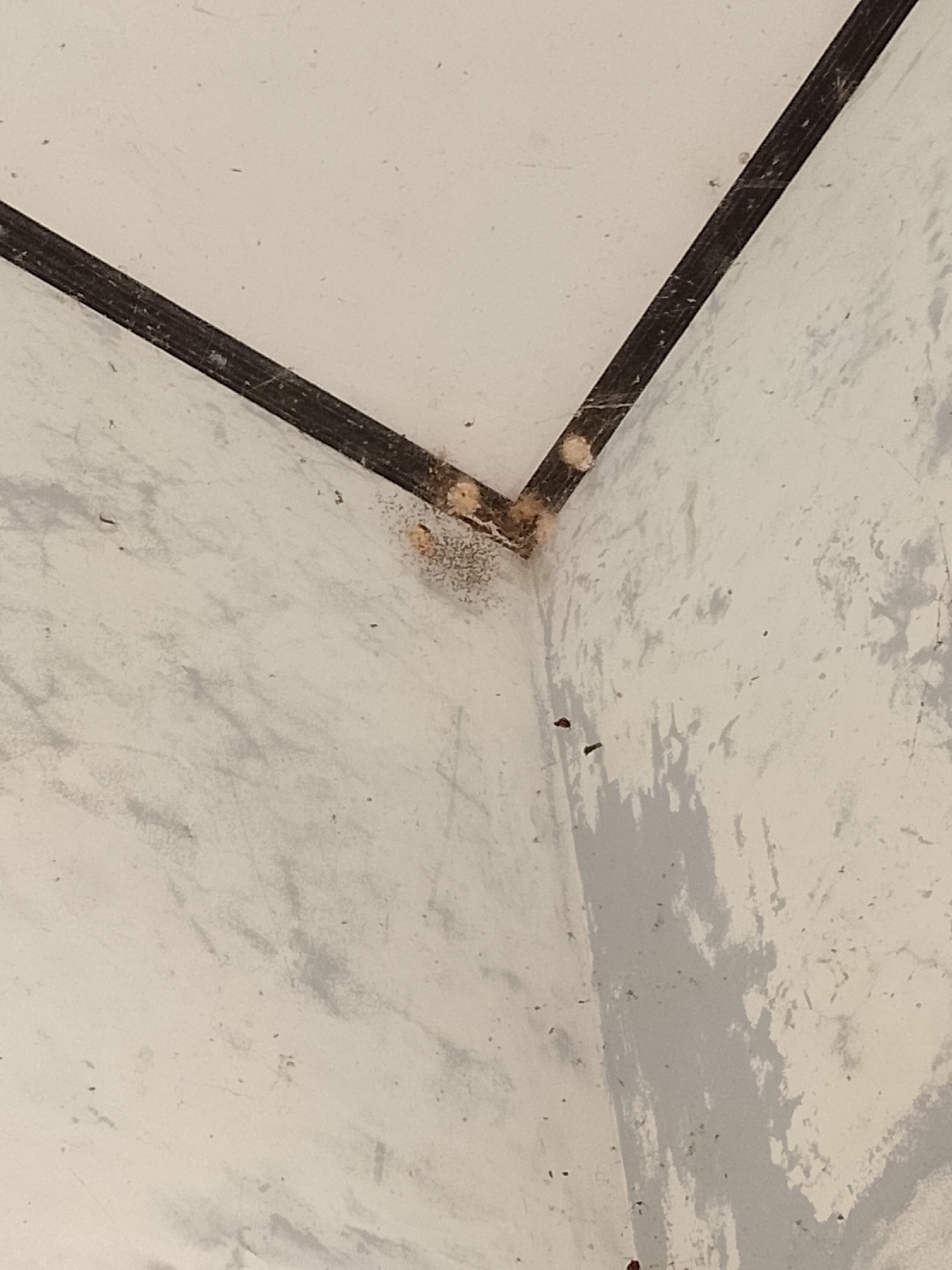 The image shows a close-up view of an interior corner where two walls meet the ceiling. The walls are painted a light, off-white color with some grey discoloration and texture marks, suggesting they are old or perhaps unfinished. Along the corner, there is a dark trim, possibly wood or a similar material, with a ribbed texture. In the upper part of the corner, near the ceiling, there is a cluster of what appears to be small insect eggs or larvae, along with some cobwebs. There are also a few scattered specks of dust and debris on the surfaces. The lighting is dim, and the focus is on the textured surfaces and the corner detail. This scene is from a residential or commercial building in Padang Dalom, Indonesia.