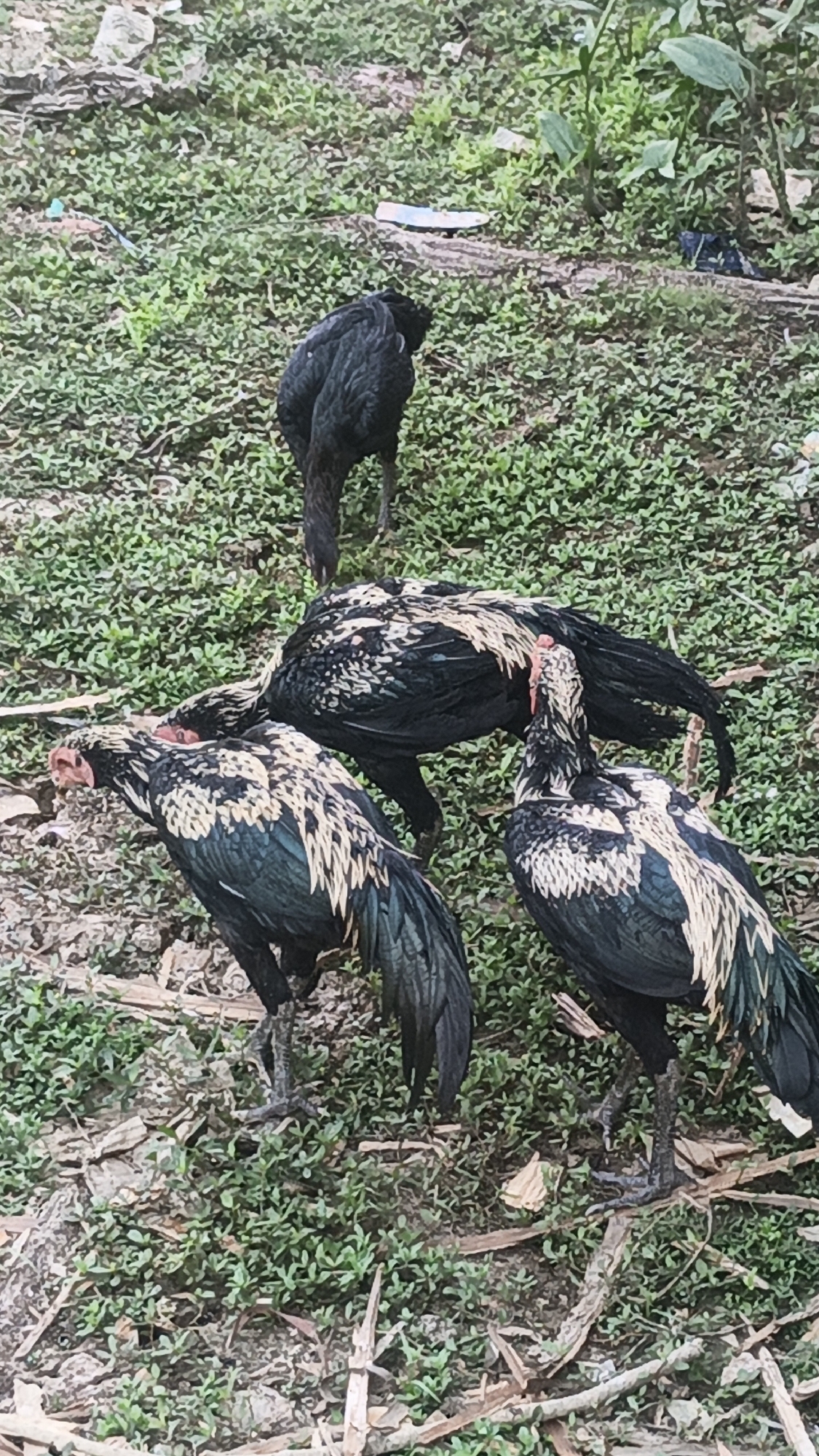 Four chickens are visible in an outdoor environment with a grassy ground cover and scattered debris. One black chicken stands in the background, facing away from the camera. In the foreground, three other chickens are gathered. One chicken is on the left, facing left with its head down. Another chicken is in the center, bending its head down as if pecking at the ground. The third chicken is on the right, facing mostly forward. The chickens have predominantly black plumage with intricate patterns of white and tan on their chests and necks. The ground is a mixture of dirt, dry leaves, and small green plants.