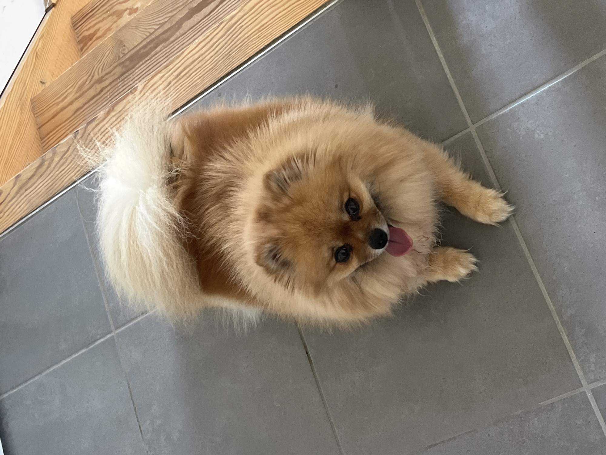 A fluffy, light brown and orange Pomeranian dog is the central subject of the image, lying on a grey tiled floor. The dog is positioned with its body generally facing the lower left of the frame, but its head is turned and tilted upwards, looking directly towards the viewer. Its dark, round eyes and black nose are clearly visible, and a small, pink tongue is slightly extended from its mouth, giving it a curious or contented expression.
The dog's fur is very dense and appears soft, with a lighter cream-colored, very fluffy tail curled over its back. The grey tiled floor features distinct grout lines. In the upper left portion of the image, there is a section of light-colored wooden stairs or flooring, characterized by prominent wood grain patterns. A narrow, metallic strip runs along the edge where the tiled floor meets the wooden surface, serving as a transition.
The scene depicts an indoor setting, likely within a home. There is no visible text. The location context provided is Chambœuf, France, though this is not discernible from the visual elements in the photograph.