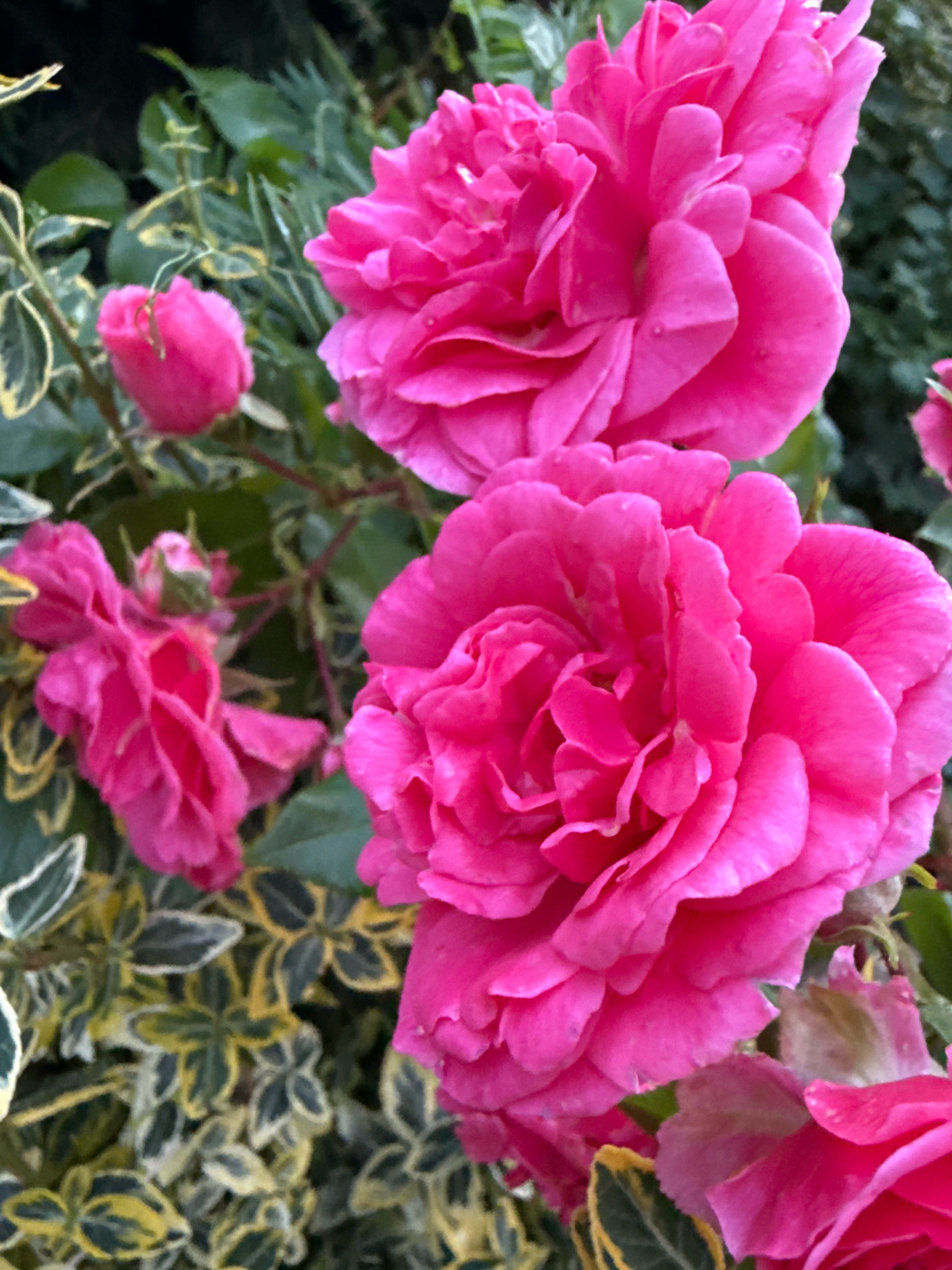 The original image shows a close-up, eye-level, outdoor shot of several bright pink roses in full bloom. The roses are the primary focus, with their ruffled petals clearly visible. In the background, there are variegated green and yellow leaves of a shrub, as well as darker green foliage, suggesting a garden setting. The lighting is natural, indicating it was taken during the day. The scene is static, with no people or animals present. The location is unknown.