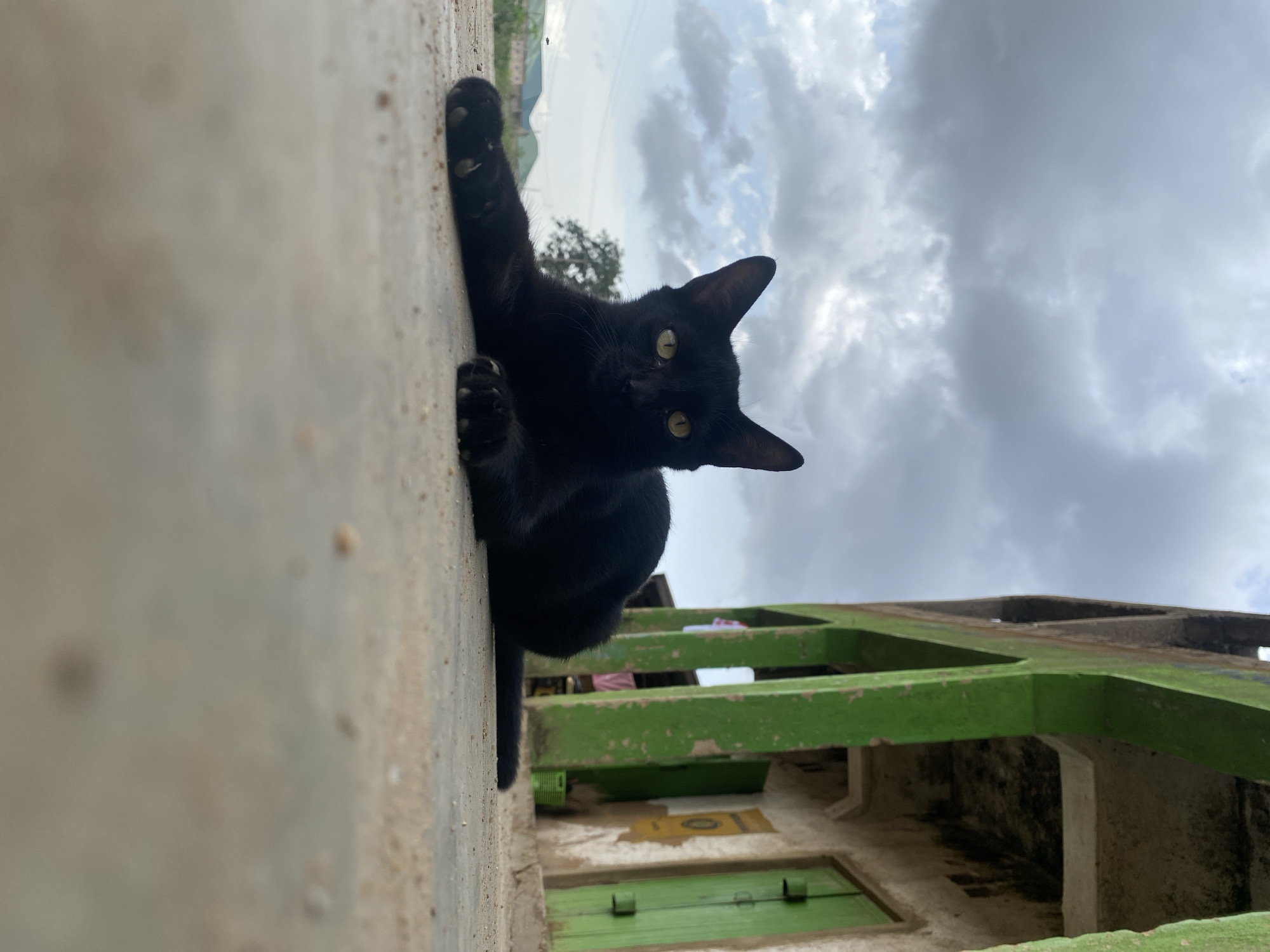 A black cat clings to a grey cement wall in Riyom, Nigeria. The cat faces the viewer with bright, yellow eyes, and its front paws are extended towards the left edge of the frame. A green metal structure, possibly a balcony or part of a building, is visible behind the cat. Beneath the structure, a set of closed green doors can be seen. The sky, filled with heavy, grey clouds, forms the backdrop, and a small tree is visible in the distance. The overall composition is taken from a low angle, emphasizing the cat's position relative to the wall and its surroundings.