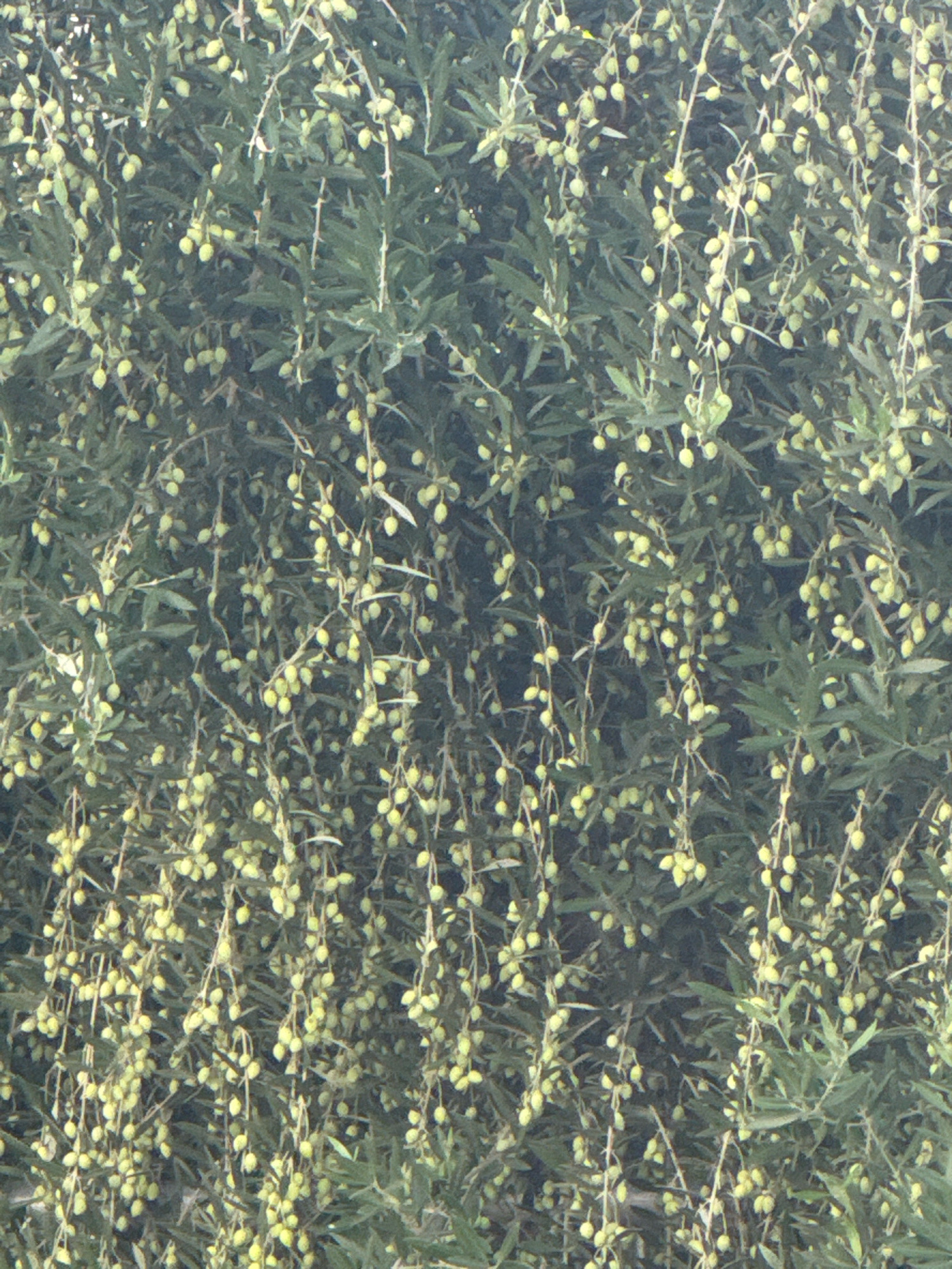 The image shows a close-up of an olive tree heavily laden with small, green olives hanging in clusters from thin branches. The leaves of the tree are dark green and appear dense. The lighting suggests an outdoor setting, possibly during daytime, with a slight haze or overexposure that softens the details. There are no people or man-made structures visible in the frame, focusing solely on the natural abundance of the olive tree. The location is identified as Mesa Geitonia, Cyprus.
