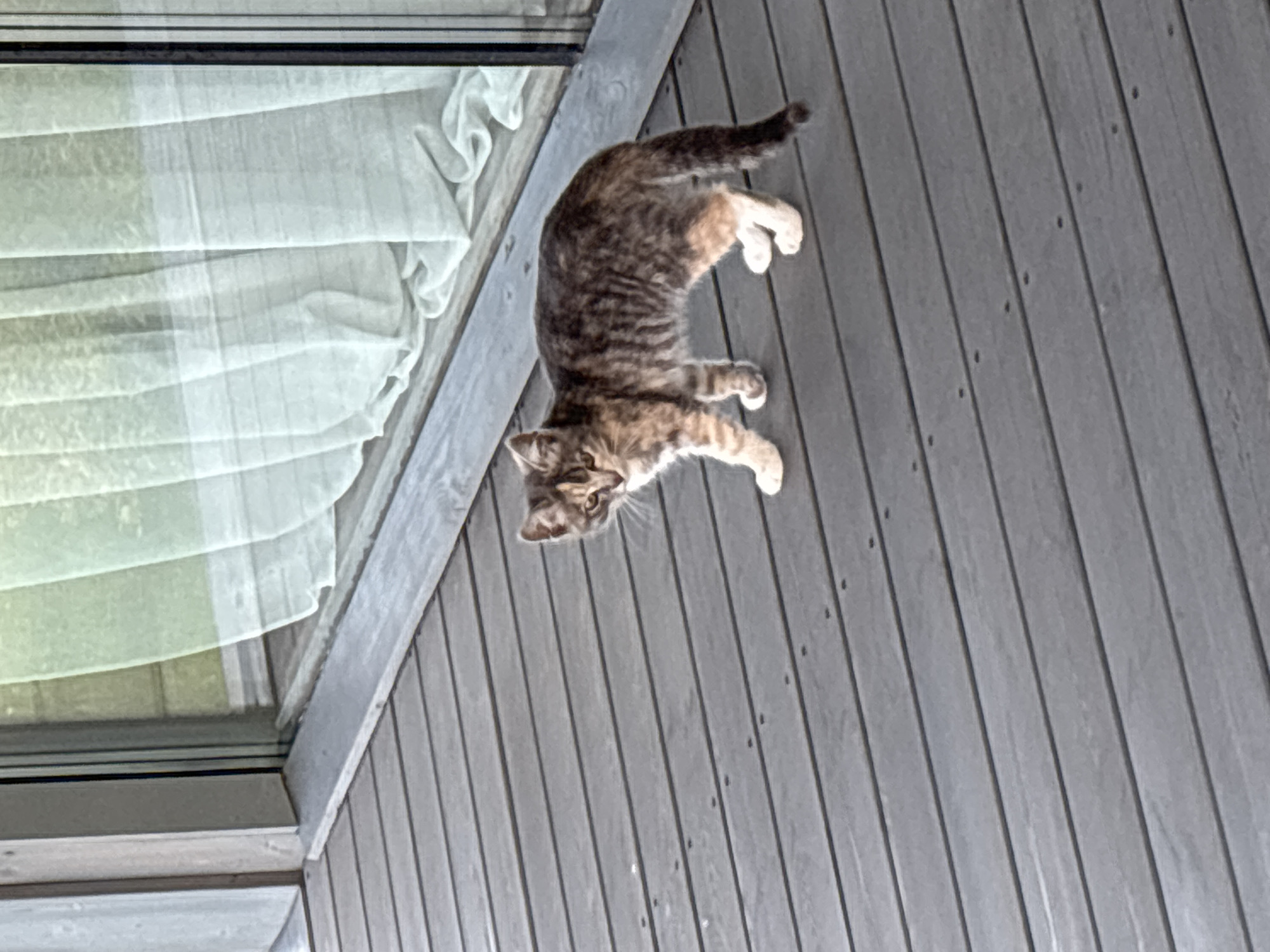 A tabby kitten stands on a gray wooden deck. The kitten is facing the viewer with its head turned slightly to its left. Its fur is a mix of brown, black, and gray stripes, with white paws and chest. The deck appears to be outdoors, with a glass door and white curtains visible in the background. The scene is likely in Zvenigorod, Russia, given the provided location context. There are no people present in the image. The kitten is the sole subject.