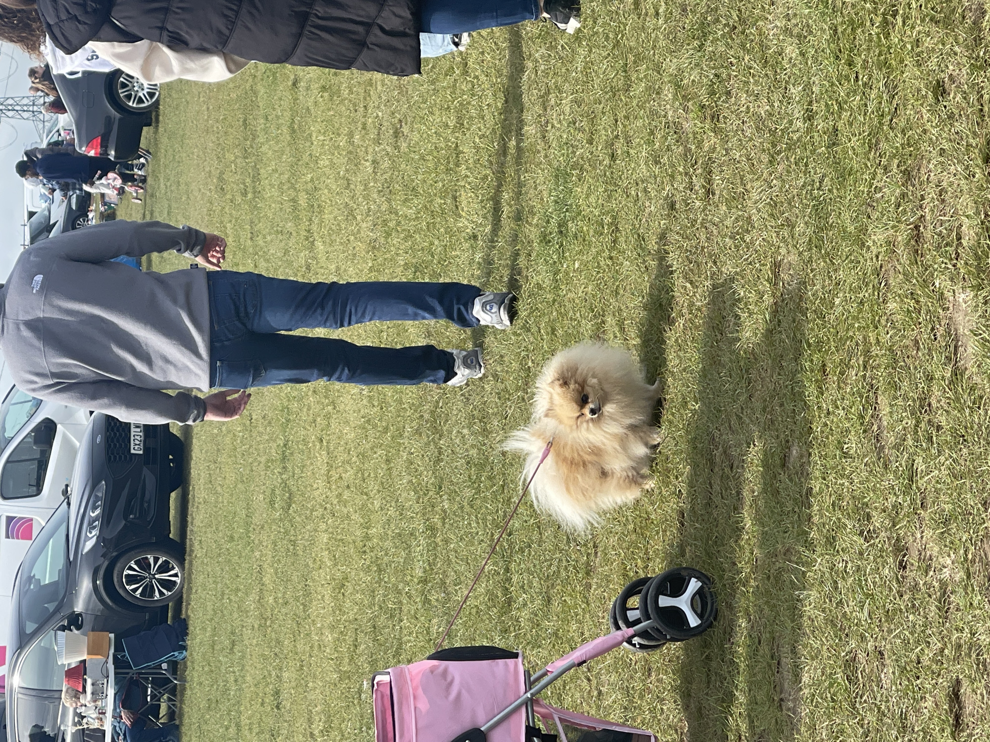The image depicts a grassy field setting in Sevenoaks, United Kingdom. A small, fluffy dog, possibly a Pomeranian, stands on the grass, attached to a thin leash connected to a pink stroller. A person wearing jeans and a grey sweatshirt is walking near the dog and stroller. Other people, cars, and vendor stalls are visible in the background. A black SUV is parked nearby, its license plate reads "GX23 LML." The ground is covered in green grass. The weather appears to be sunny.