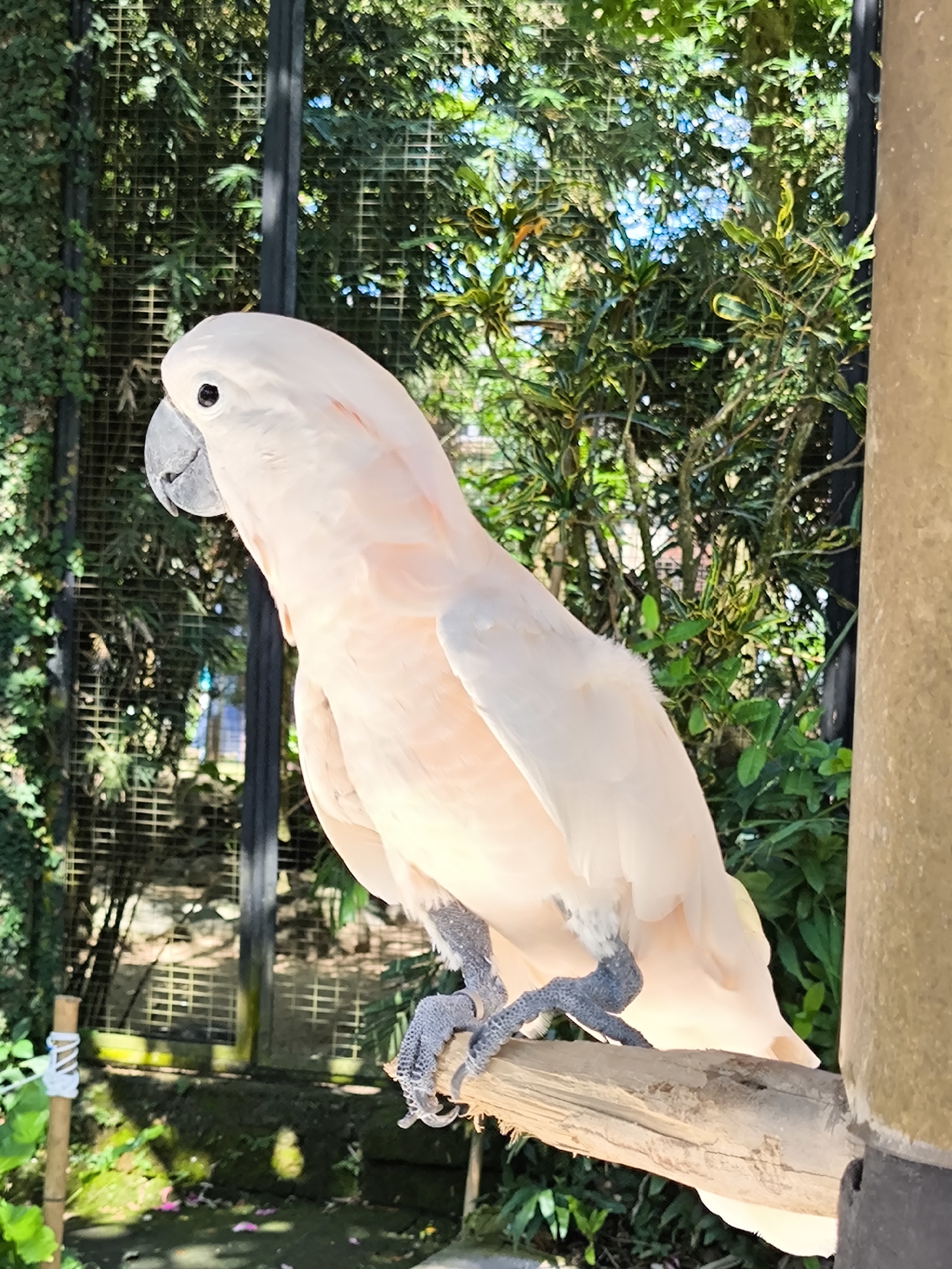 A pale pink cockatoo perches on a wooden branch, its dark grey feet gripping the rough surface. The bird is viewed from its left side, with its head turned slightly to the left. Its dark eye is visible, and its beak is grey. The background consists of lush green foliage and what appears to be an aviary or enclosure, with a wire mesh fence visible behind the vegetation. Sunlight filters through the leaves, creating dappled light. In the foreground, a portion of a brown, textured pillar is visible on the right edge of the frame. The scene suggests an outdoor aviary setting within a tropical environment. The provided information indicates the location is in Sukawati, Indonesia.