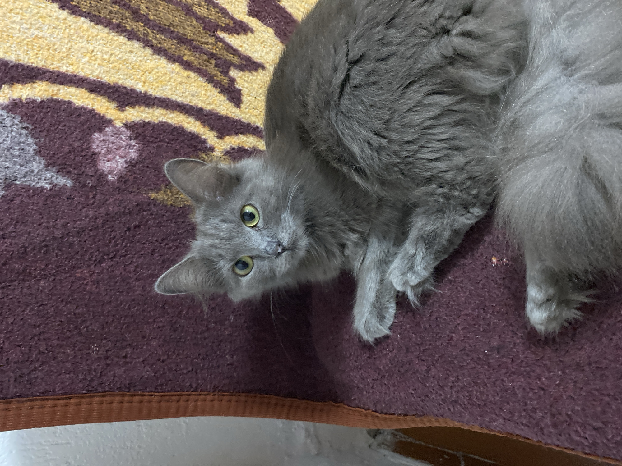 A medium shot captures a fluffy, gray cat lying on a patterned fabric surface. The cat, with piercing yellow-green eyes, looks directly at the camera. Its fur appears soft and slightly disheveled. The fabric beneath it is a deep maroon with accents of yellow and darker purple, possibly a rug or upholstery. The background is out of focus, showing a hint of a white wall and an orange trim on the left. The scene is indoors, likely in a residential setting within Зыбинское сельское поселение, Ukraine, though no specific identifying landmarks are visible. The cat is the sole subject, and no human interaction is depicted.