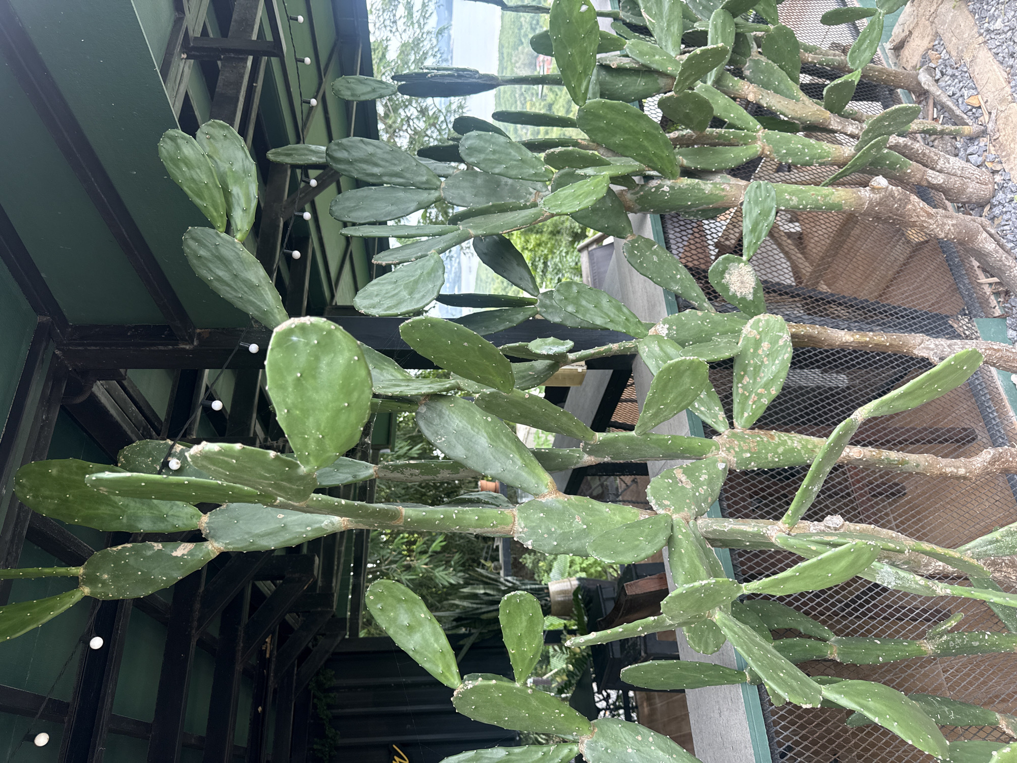 A vertical, full shot shows a cluster of prickly pear cacti, their flat, paddle-like stems a vibrant green. The cacti are arranged in a row behind a metal mesh fence, with some of their thick, woody trunks visible at the base. The background suggests an outdoor seating area with a dark green roof structure overhead, dotted with small white lights. Beyond the seating area, a body of water and lush green vegetation are visible, indicating a scenic location. The overall impression is that of an outdoor garden or restaurant patio in Wichit, Thailand, with the cacti serving as a natural barrier and decorative element.
