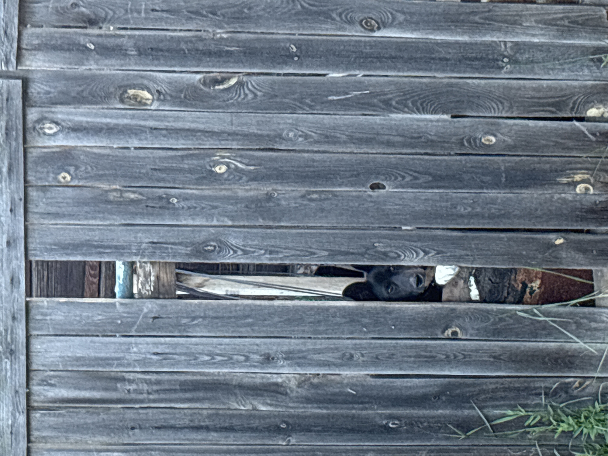 A black dog with large ears peers through a gap in a weathered, grey wooden fence in Chaikovsky, Russia. The fence is constructed from vertical planks, some of which are warped or missing, creating openings that reveal glimpses of the area behind. The dog's face is visible, with its dark eyes and snout showing. Behind the dog, it appears to be dark and possibly cluttered, with some lighter-colored material visible near the dog's head. Green grass and vegetation grow in the lower left corner of the frame, suggesting an outdoor, possibly rural or neglected, setting. The overall impression is one of a dog observing from a hidden vantage point.