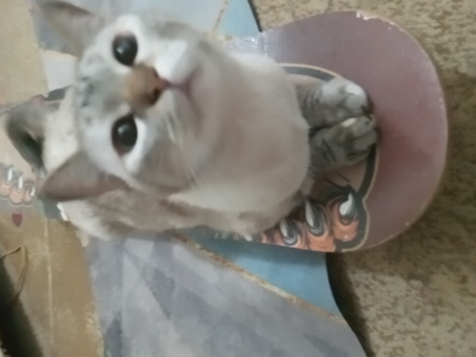 A domestic cat sits on a skateboard. The cat is light brown and white with tabby markings on its face and paws. It is looking directly at the camera with large, dark eyes. The skateboard is purple and has an orange and white graphic on it. The background is a blurry indoor environment, possibly a room in a home. The image does not provide any specific details or clues about the location in the city of Angren, Uzbekistan.