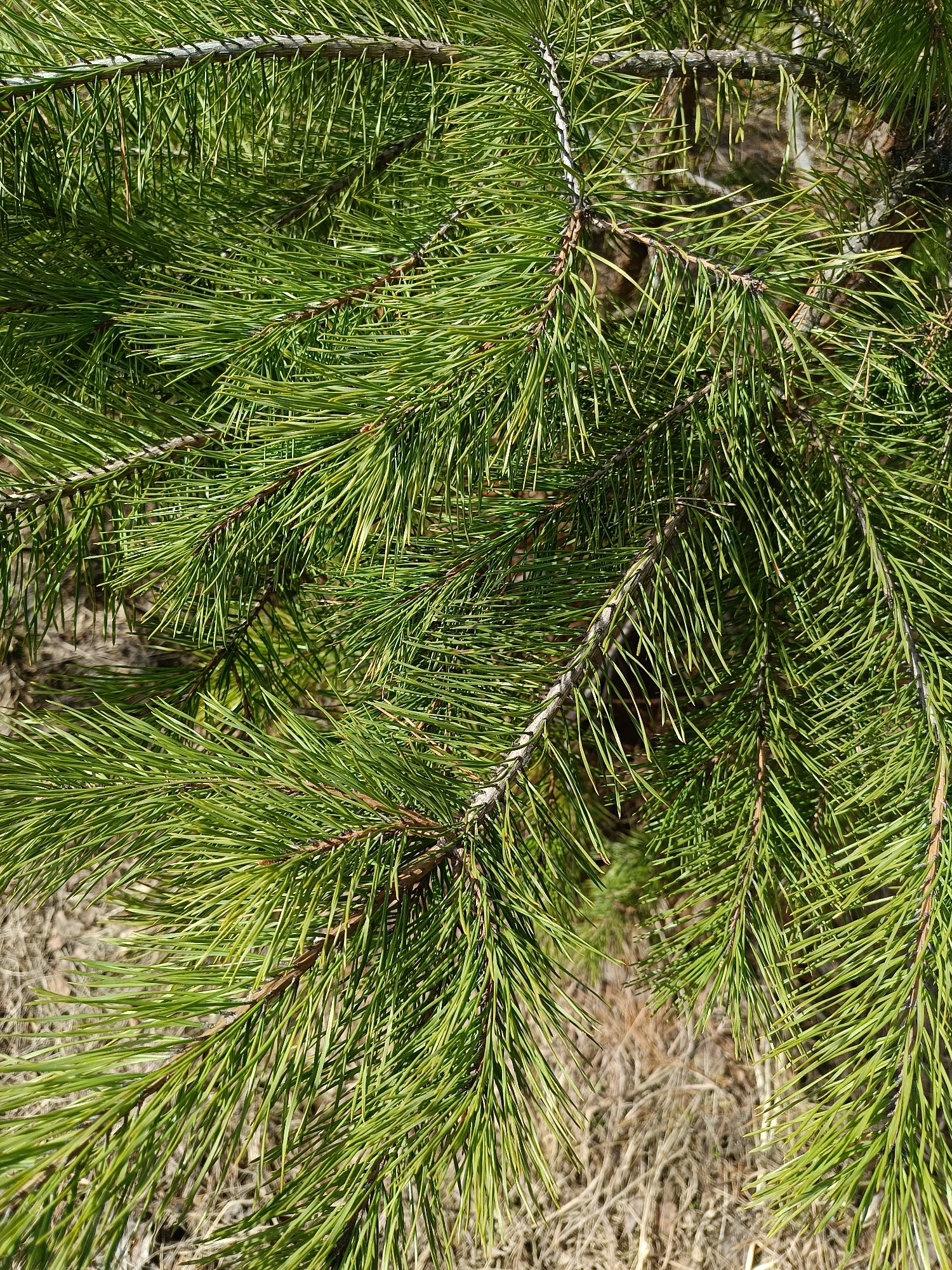The image shows a close-up view of a pine tree branch. The needles are green and clustered tightly together. The branch is brown and textured. In the background, there is a patch of dry grass. The location is Dubovaya, Russia.
