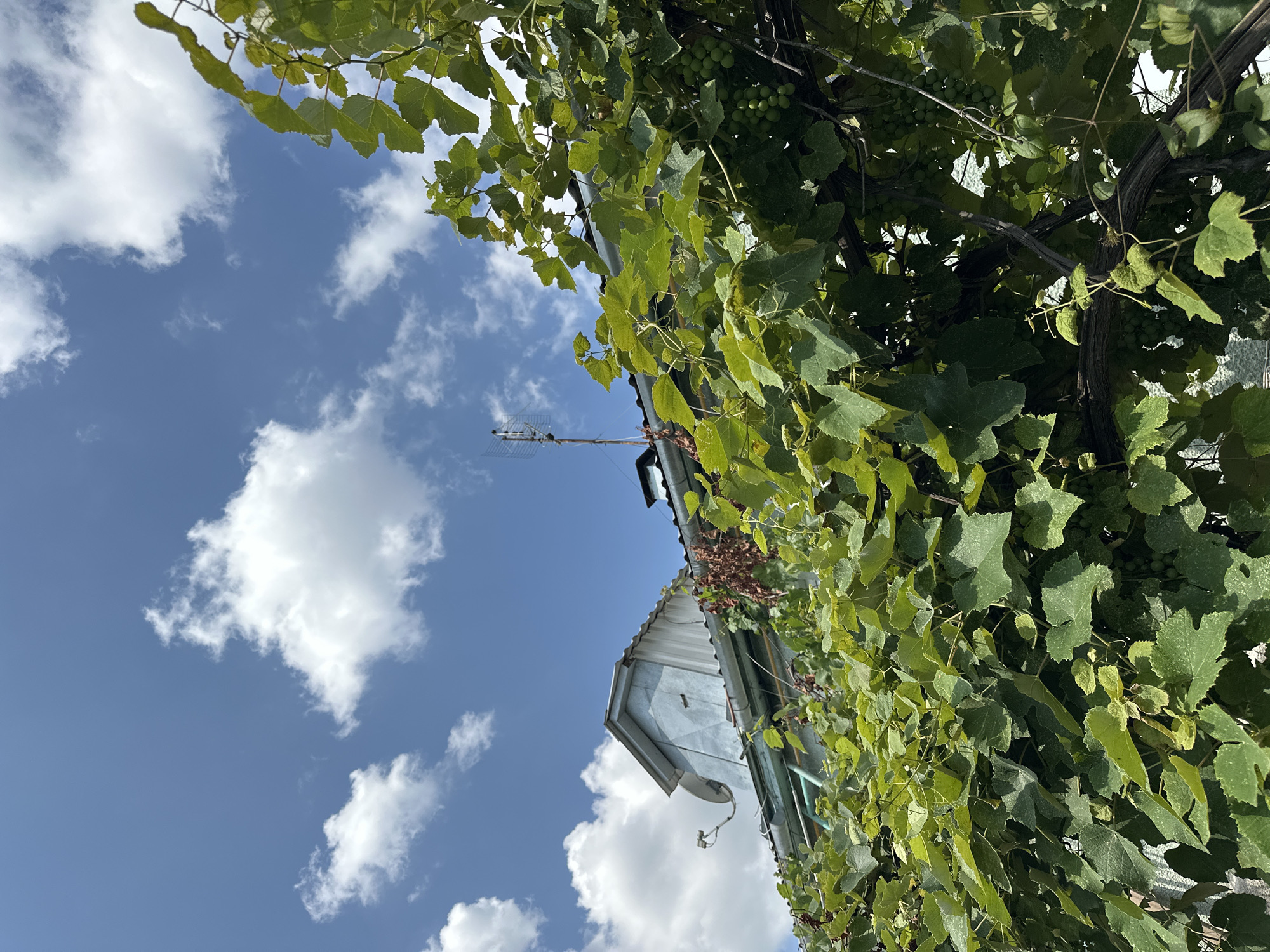 This is a low-angle, full-shot photograph of a vineyard in Yessentuki, Russia. The foreground is dominated by lush green grapevines, with thick, woody stems and abundant leaves. Clusters of unripe green grapes are visible among the foliage. In the background, a weathered, tin-roofed building with a mansard-style section is partially obscured by the vines. A satellite dish is mounted on the side of the mansard, and an antenna extends upwards from the roof. The sky is a vibrant blue, dotted with fluffy white clouds. The scene appears to be bathed in natural daylight, suggesting it was taken during the daytime.