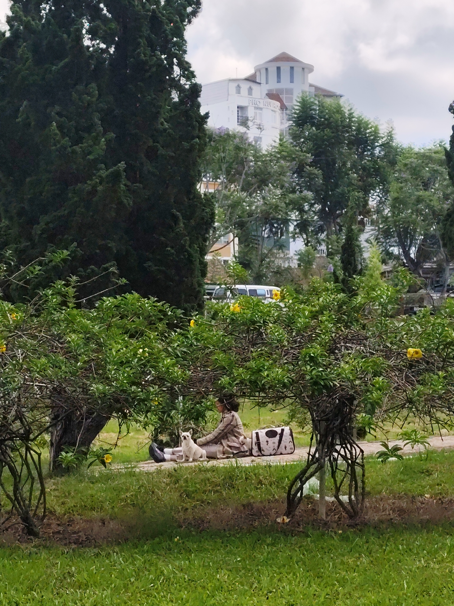 A wide-angle outdoor shot captures a scene in Da Lat, Vietnam. In the foreground, a mown grassy field extends towards a pathway lined with flowering bushes featuring yellow blossoms. A woman sits on the pathway accompanied by a small white dog. A patterned bag rests beside her. Behind the bushes, there's a vehicle and more greenery, including tall trees. In the background, a multi-story white building with a domed roof is visible against a cloudy sky. The building has a sign that appears to say "Pro Nu Ho."