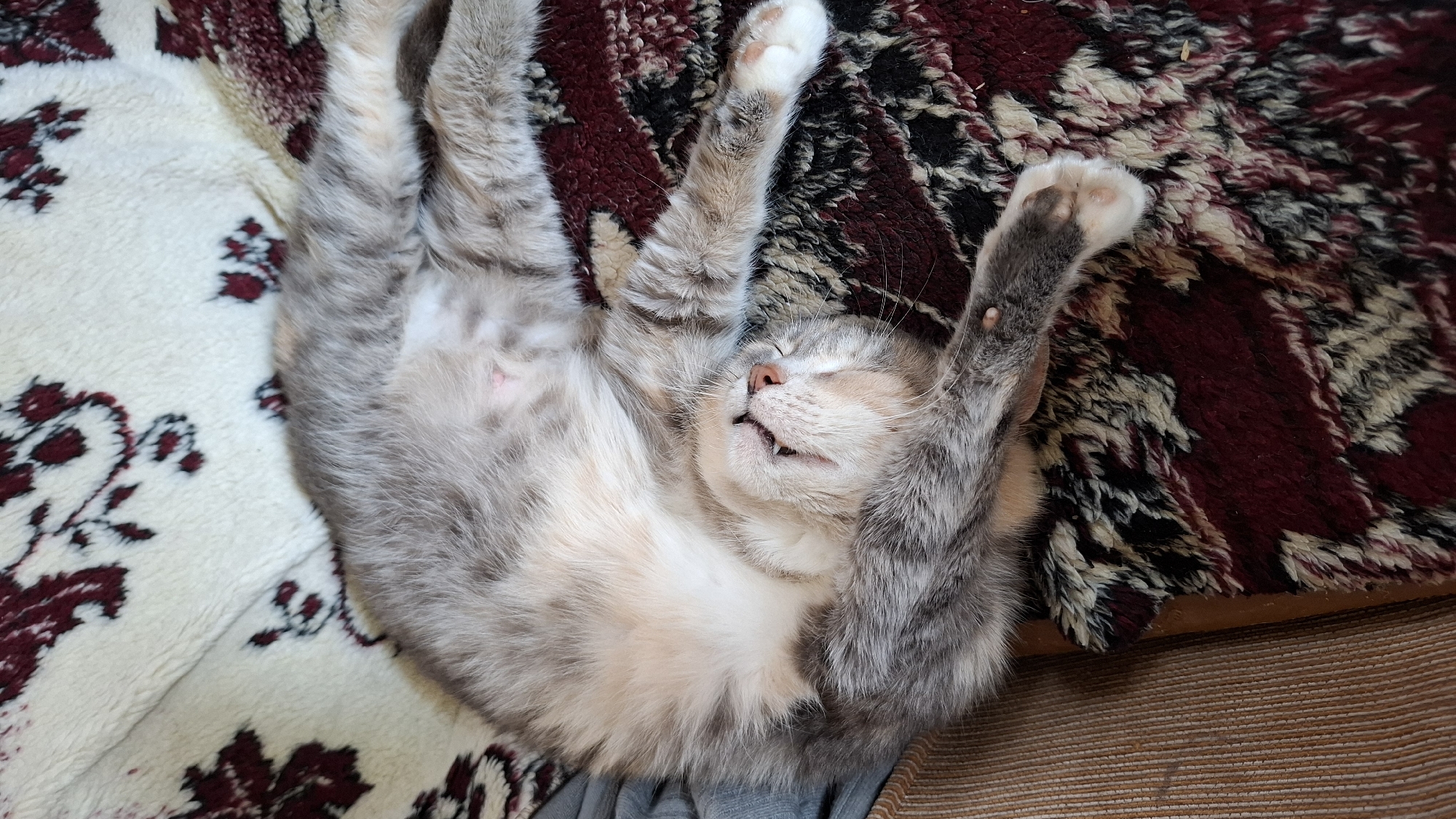 A gray and white tabby cat is lying on its back on a patterned blanket. The cat's paws are raised in the air and its eyes are closed. The location is Шешурга, Russia.