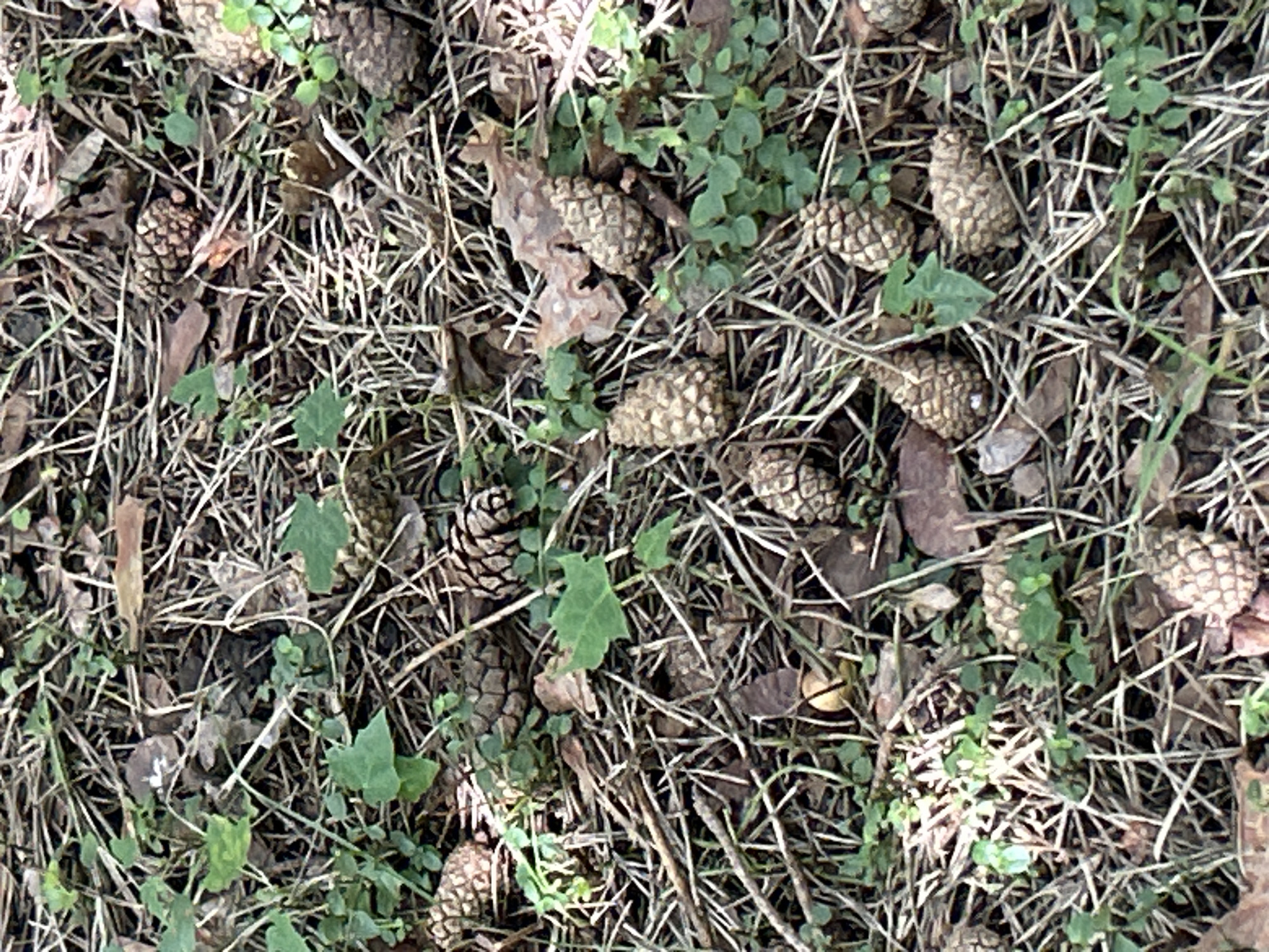The image is a close-up, eye-level shot of the forest floor in Zelenograd, Russia. The ground is covered with dry pine needles, fallen leaves, and small green plants. Scattered amongst the debris are numerous pinecones in various stages of completeness and size. The lighting suggests it is daytime, with sunlight filtering through the trees and creating dappled shadows. No people or animals are visible in the frame. The scene depicts a natural, outdoor environment, likely a park or wooded area within the city.