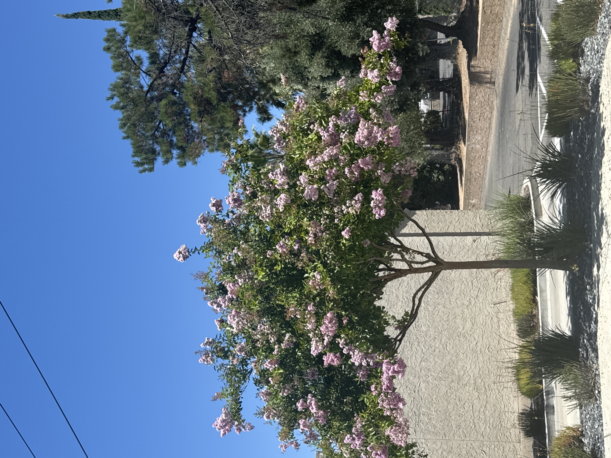 A crepe myrtle tree in bloom with light pink flowers stands prominently in the foreground, its branches spread wide against a clear blue sky. The tree is situated on a sidewalk, bordered by gravel and ornamental grasses. To the left of the crepe myrtle is a textured, light-colored wall, likely part of a building. In the background, a paved road and a stone retaining wall are visible, with various trees, including a tall cypress and other deciduous and evergreen varieties, forming a natural backdrop. The scene appears to be in a residential or commercial area in Citrus Heights, California.