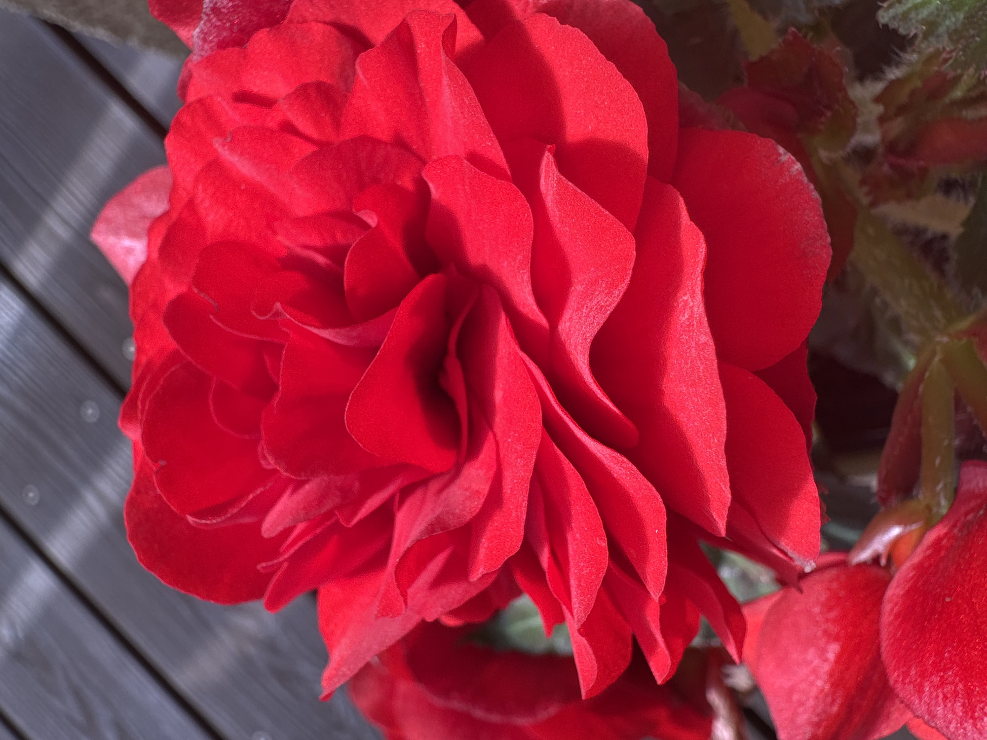 A close-up photograph showcases a vibrant red begonia flower in full bloom. The intricate layers of petals create a ruffled and voluminous appearance, with varying shades of red and hints of pink due to the lighting. The flower is positioned against a blurred background of dark wooden planks, likely part of a deck or fence, suggesting an outdoor setting. Small, light-colored specks, possibly pollen or dust, are visible on some of the petals. The lower left of the frame shows another red petal and some green foliage with a slightly fuzzy texture. The overall impression is one of natural beauty and vibrant color.
The image was taken in Carnikava, Latvia, likely in a garden or on a terrace setting.