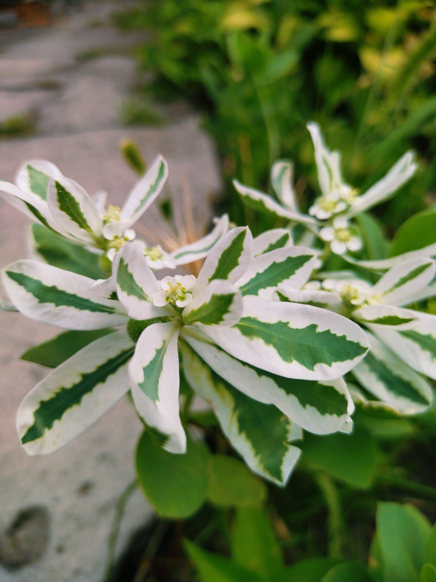 The image shows a close-up, eye-level, outdoor shot of a plant with variegated leaves, predominantly white with green markings. Several small white flowers are visible in the center of the plant. The background is blurred, with hints of green foliage and a grey, textured surface that could be a pathway or paving stones. The lighting suggests it is daytime, with a soft, natural light source. There are no people or animals visible in the image. The scene appears to be in a garden or natural setting. The location is identified as Horishni Plavni, Ukraine.