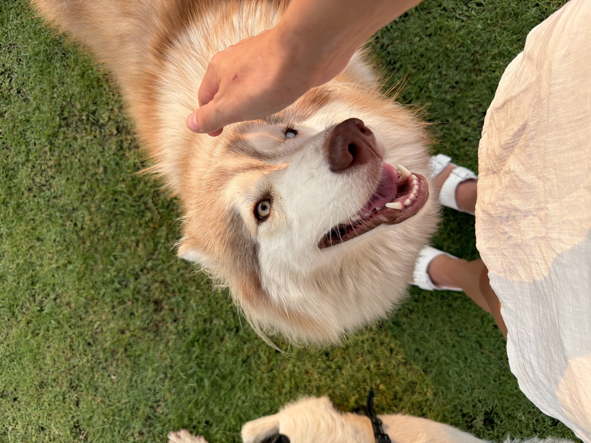 A human hand is extended toward the head of a husky-type dog with light brown and white fur, lying on green grass. The dog's mouth is slightly open, showing teeth. The location is Tha Sala, Thailand. Another dog, possibly golden retriever, appears in the lower part of the image, and a person in white clothing and white sandals stands near the husky.