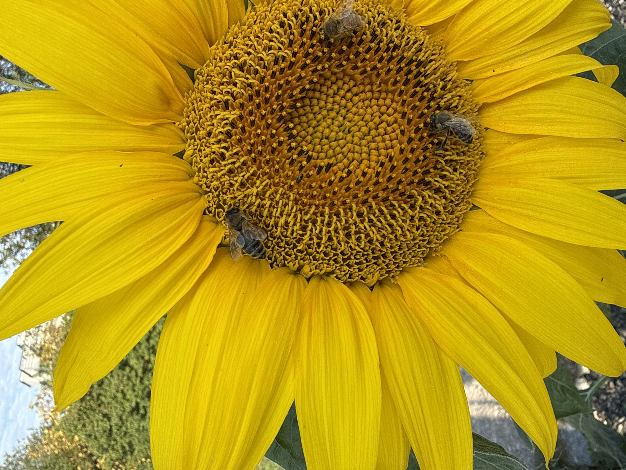 A close-up, high-angle shot captures a vibrant yellow sunflower with four bees actively collecting pollen from its center. The sunflower's petals, a bright, sunny yellow, dominate the frame, with some slightly out of focus at the edges. The center of the flower is a complex mosaic of tiny florets, predominantly yellow with dark brown centers, creating a textured, almost geometric pattern.
Four bees, clearly visible on the flower's center, are engaged in their work. The bee in the upper left is positioned horizontally, its body facing towards the right. Below it, another bee is also horizontal, its body angled slightly upwards and to the right. To the lower right, a third bee is more upright, its body pointing towards the top of the frame. The fourth bee, on the lower left side of the center, is angled diagonally with its body facing towards the right. Their fuzzy bodies and visible wings suggest activity.
The background shows a blurred mix of green foliage, possibly from trees and other plants, and a pale blue sky with some white clouds. A light-colored building with a few visible windows is peeking through the trees in the upper left portion of the image. The lighting suggests it is daytime, likely with sunlight illuminating the sunflower. The overall impression is a natural scene, possibly in a garden or park setting.
While the image displays a common natural scene, there is no specific visual information within the image to identify its location as Prague, Czechia.