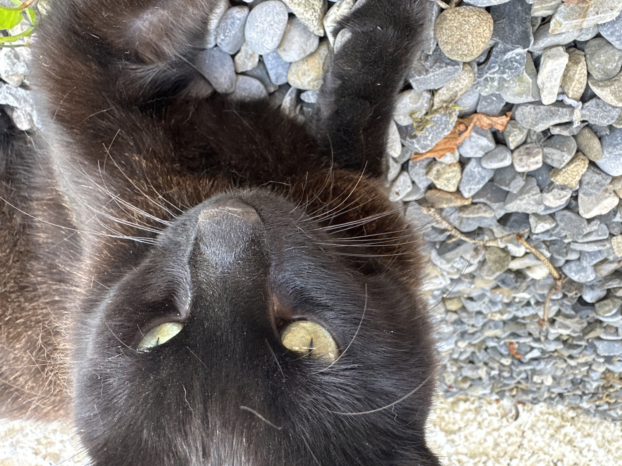 A close-up, eye-level shot focuses on the face of a black cat lying on a surface of gray and beige gravel. The cat's head is positioned in the right half of the frame, with its body extending out of view. The cat has striking yellow-green eyes with slit pupils. Its fur is dark, appearing almost black, with some lighter brown undertones visible on its chest and side, particularly where the light catches it. Long, white whiskers fan out from its muzzle.
The gravel bed is composed of small, rounded stones, with varying shades of gray, white, and tan. A few small twigs and a single dried orange leaf are scattered amongst the stones. In the blurred background, a lighter, textured surface, possibly a wall or pavement, is visible. The scene appears to be outdoors, with natural lighting. The specific location in Moortown, Ireland, is not discernible from the image.