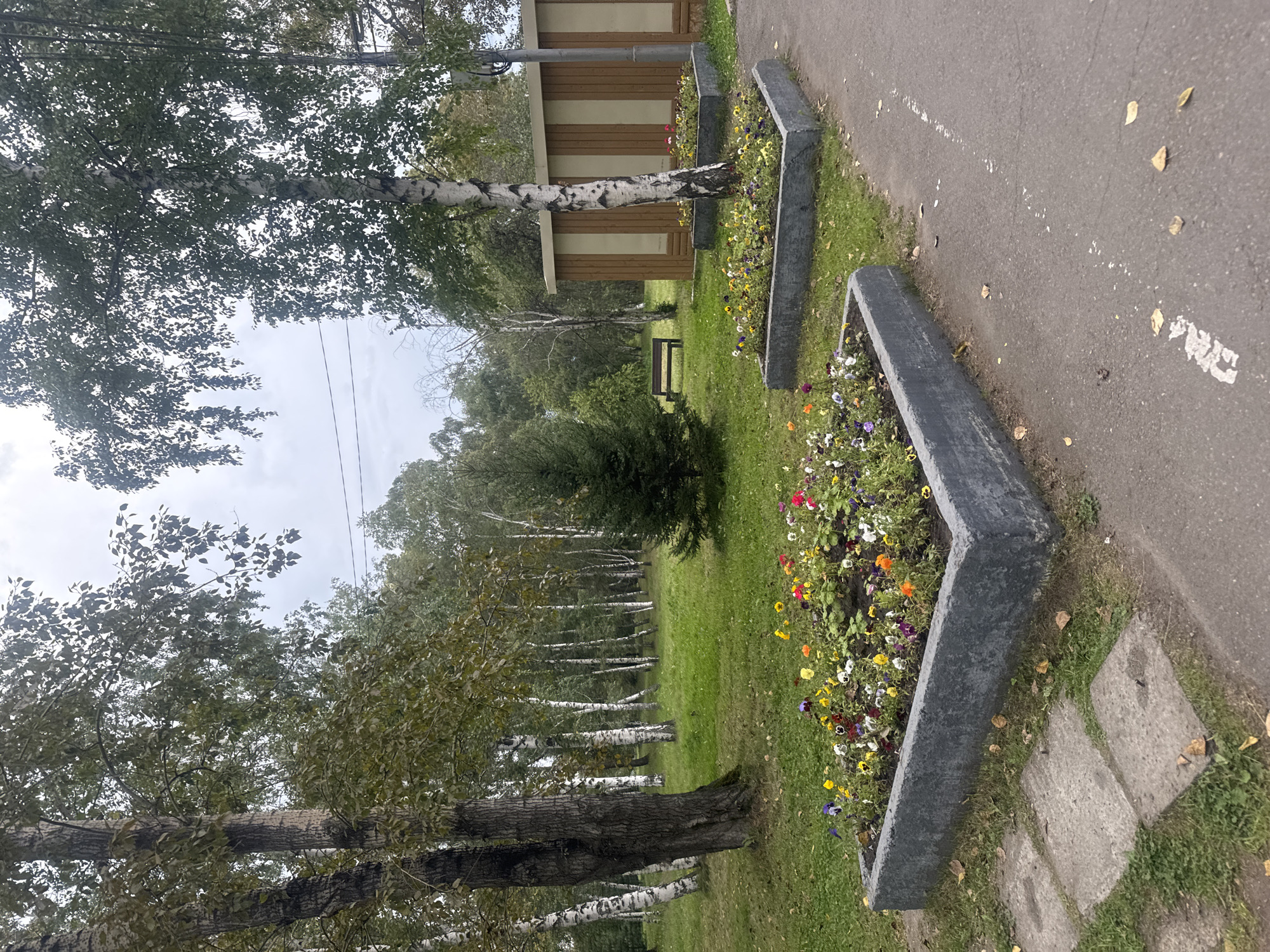 The image depicts a park scene with a paved walkway in the foreground, bordered by two raised, rectangular flower beds filled with colorful pansies. Beyond the flower beds, a grassy area is populated by several birch trees and a single conifer. In the middle ground, a dark wooden park bench is visible, and further back, a simple wooden structure with vertical siding stands. The sky is overcast, suggesting a cloudy day. The scene appears to be a publicly accessible green space within the city of Irkutsk, Russia, likely a park or recreational area. There are no people or animals present in the image, and no specific actions or interactions are taking place. The environment is naturalistic, characterized by vegetation, a walkway, and a simple man-made structure.