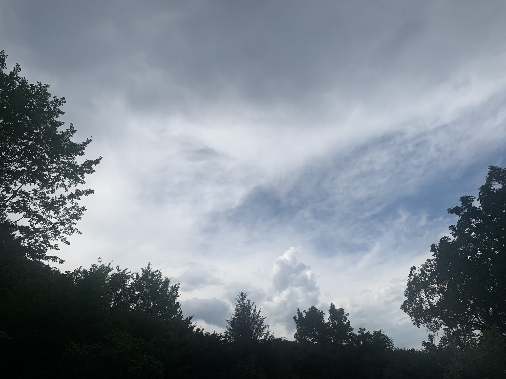 This is an image of a cloudy sky above a dark silhouette of trees. The sky is mostly overcast with layers of gray and white clouds. Some areas show patches of blue sky peeking through. There is a distinct formation of white, puffy clouds in the middle right of the frame, which contrasts with the more uniform cloud cover. The trees form a dense, dark line across the bottom of the image, obscuring the ground and any details of the landscape. The branches of a few trees extend into the upper left and right portions of the frame, their dark foliage silhouetted against the sky. The overall mood of the image is somber and perhaps a little dramatic due to the heavy cloud cover. It appears to be daytime, given the illumination of the clouds, but the specific time of day is not discernible. The setting is likely natural, given the prominent trees, and the location context suggests Novo Bardo, Bulgaria. There is no visible text in the image.