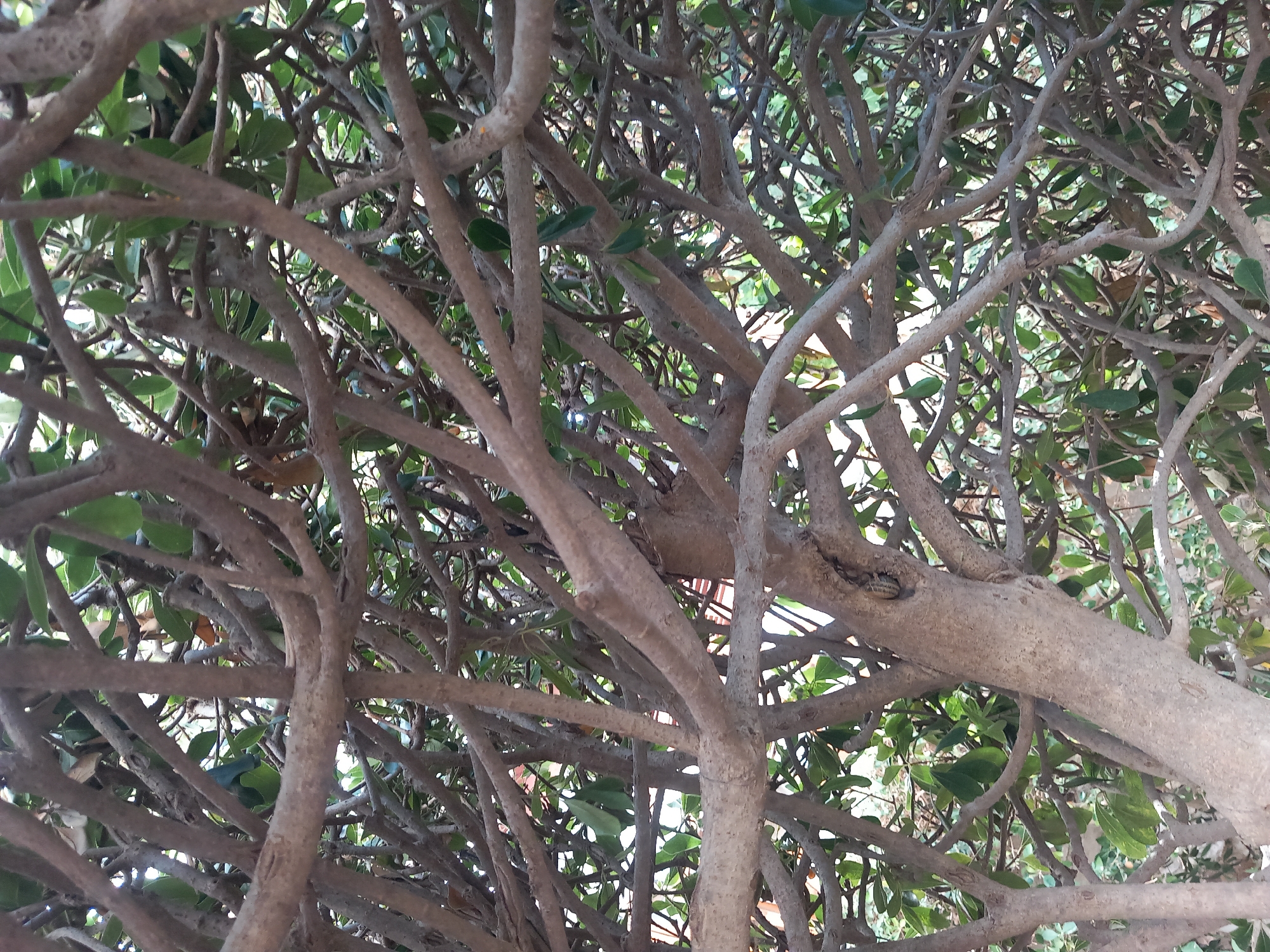 The image shows a dense canopy of tree branches, predominantly light brown and grey in color, intertwined with green leaves. The branches vary in thickness, with some appearing thick and gnarled, while others are thin and sinuous. The background is filled with more foliage and the suggestion of structures beyond the branches. No people or animals are visible. The scene is likely an outdoor environment, possibly a garden or a public space with mature trees. Without further context or identifiable landmarks, it is not possible to definitively determine the specific location within the city of Kos, Greece.