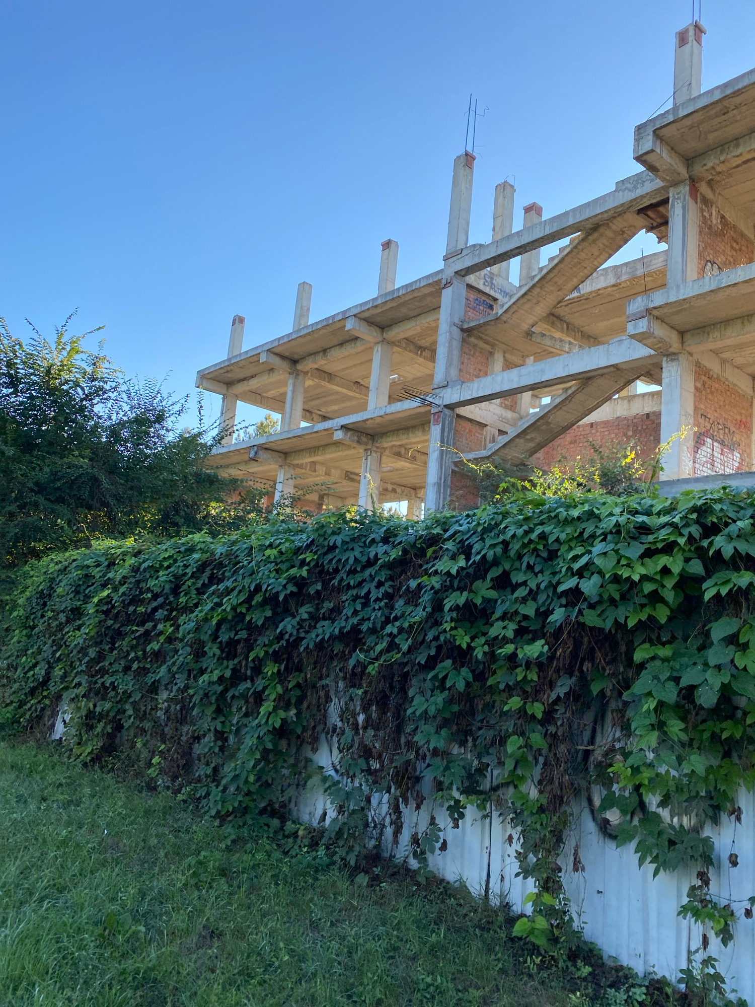 An unfinished concrete building with exposed rebar stands against a clear blue sky. The building has multiple floors supported by columns and beams, with brick walls visible in some sections. A dense wall of green ivy covers a fence or low wall in the foreground, with grass growing on the left side. Trees with green foliage are visible behind the ivy and to the left of the building. The scene appears to be outdoors, likely in a semi-urban or industrial area of Chișinău, Moldova, given the architectural style and the presence of unfinished construction. There are no people or animals visible in the image.