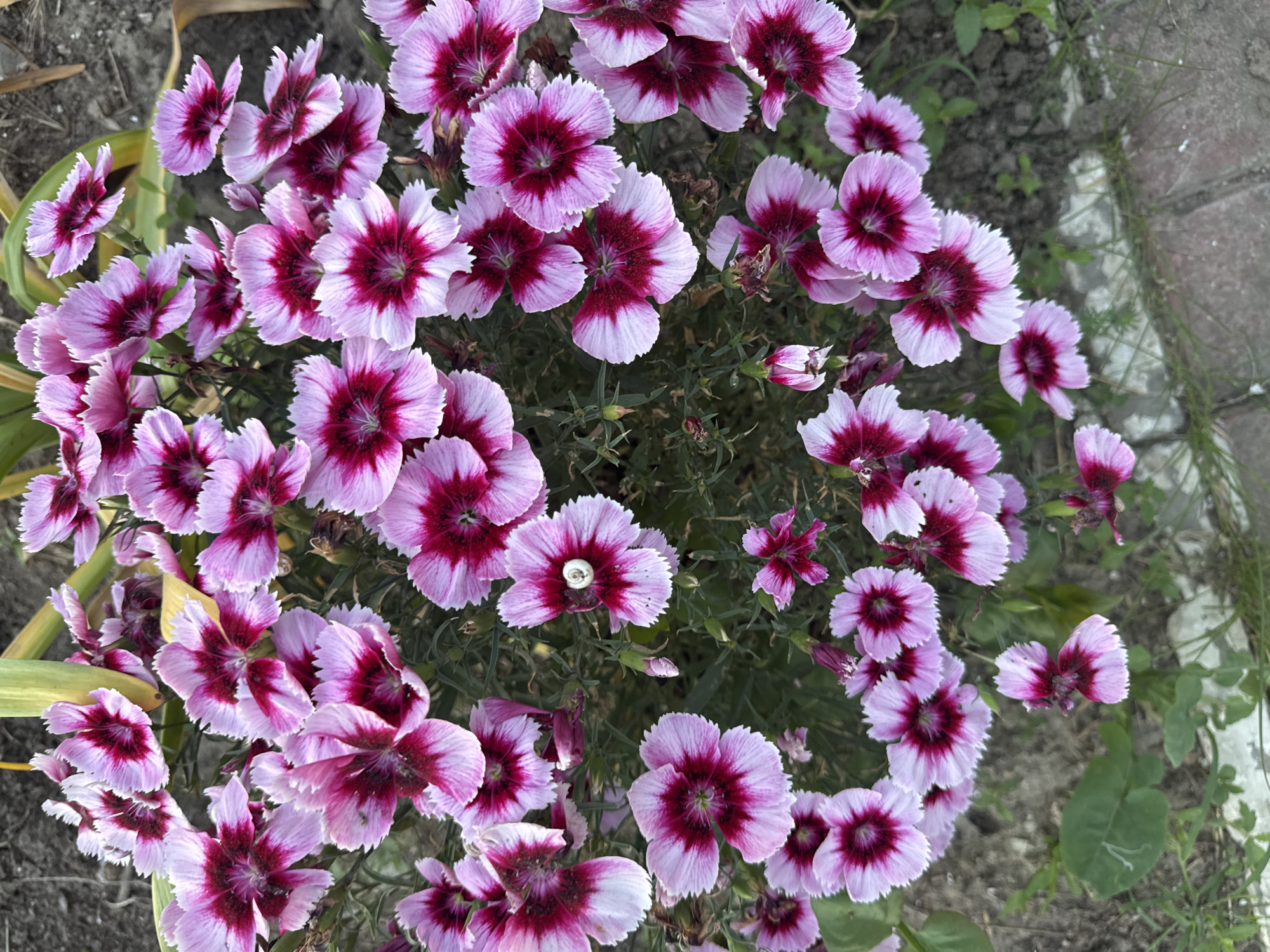 This image captures a cluster of vibrant pink and magenta dianthus flowers in full bloom. The flowers have a delicate, ruffled appearance with a darker, intense magenta center that tapers into soft pink petals. Some of the petals have a serrated edge. The background consists of dark soil, interspersed with green foliage and hints of dried grass. A small, light-colored snail is visible on one of the flower petals in the mid-right section of the image. The lighting suggests it is daytime, with soft shadows indicating the direction of light. The scene appears to be an outdoor garden setting, possibly a residential area in the city of Strășeni, Moldova, given the context provided. There are no people or animals, other than the snail, present in the frame. The overall impression is one of natural beauty and delicate floral detail.