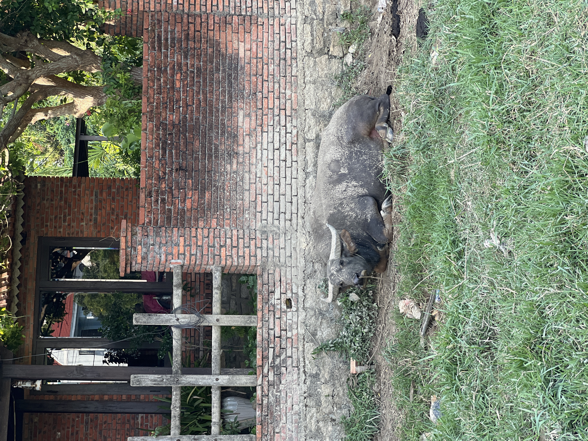 A water buffalo is resting on the ground in front of a brick wall and a weathered fence in Đà Nẵng, Vietnam. The buffalo is dark gray and appears dirty, with large horns. The fence is made of rough, gray wooden posts and planks, with some wires strung between them. Behind the fence, a brick building with large windows is visible. Green vegetation, including grass and trees, surrounds the scene. The overall impression is one of rural simplicity.