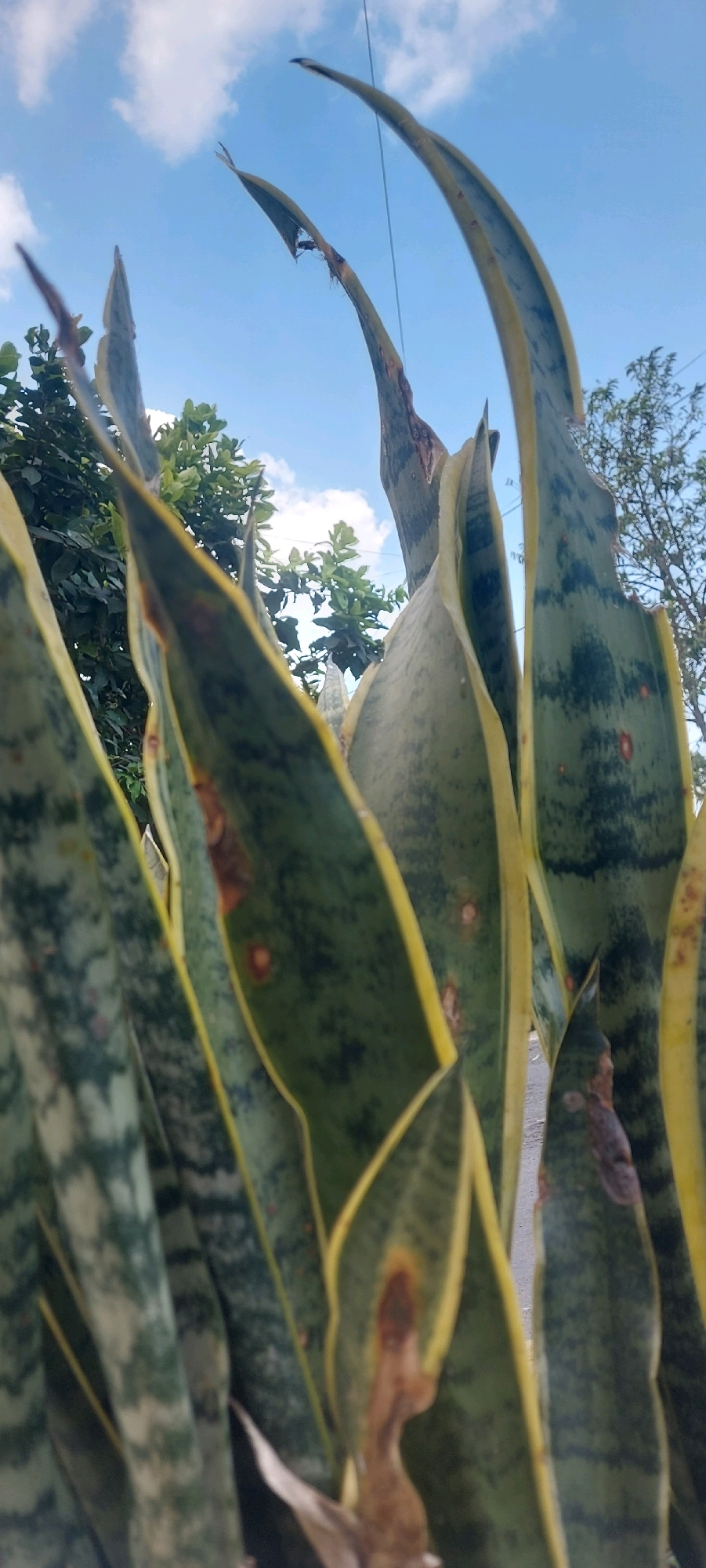 The image, taken in the city of Malang, Indonesia, shows a close-up, low-angle view of snake plant leaves against a bright blue sky with scattered white clouds. The leaves are variegated with green and yellow edges, and some show signs of damage such as brown spots and dry, torn tips. In the background, out-of-focus green foliage from other plants is visible, along with a thin wire stretching across the upper part of the frame. The perspective emphasizes the upward growth of the snake plant towards the sky.