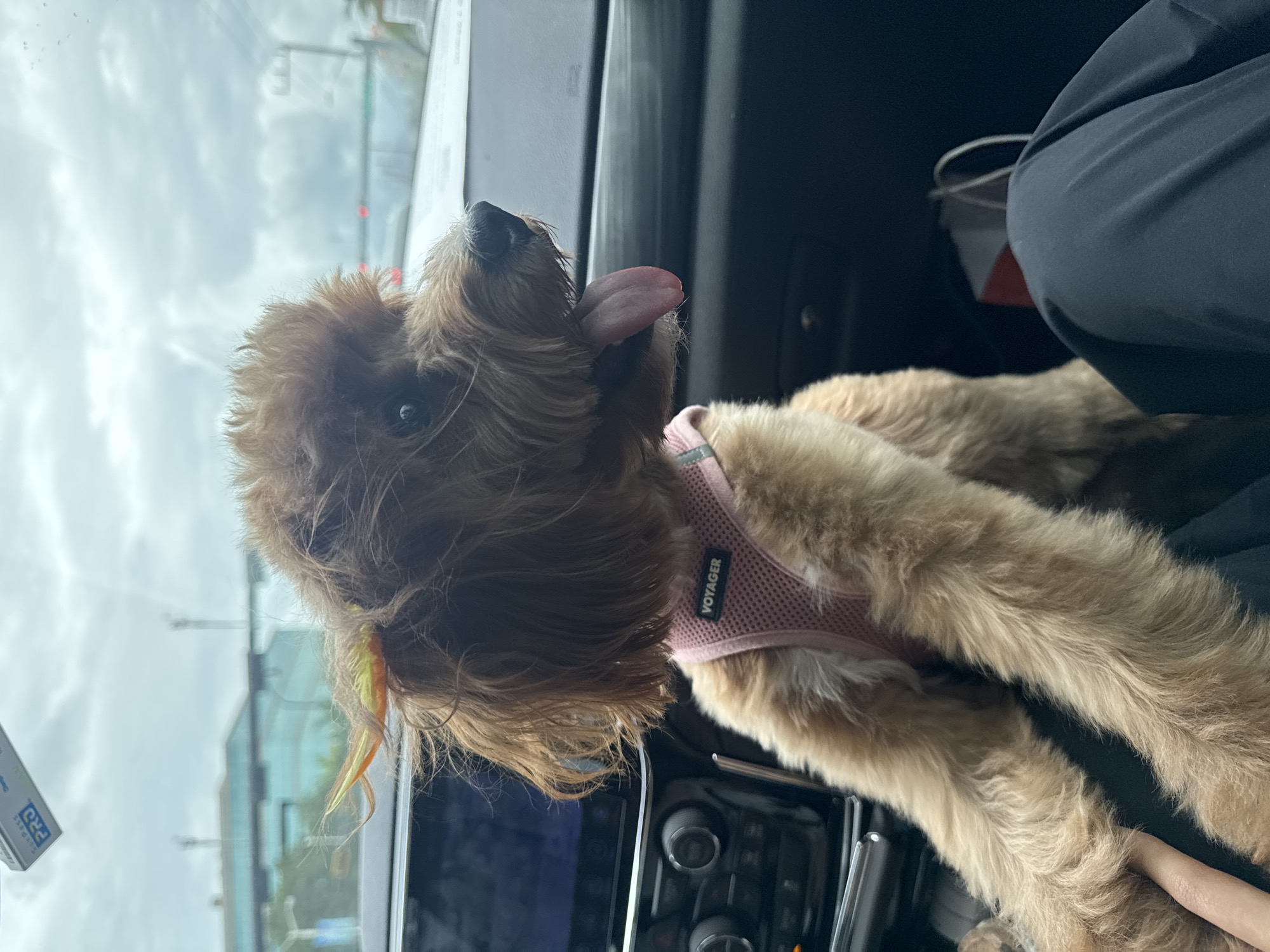 A medium shot captures a tan poodle mix dog sitting in the passenger seat of a car, looking out the window. The dog is wearing a pink mesh harness with the word "VOYAGER" in white lettering. A few strands of colorful hair or accessory are visible on top of the dog's head. The car's dashboard is visible in the lower left of the frame, featuring a black infotainment screen and various control knobs. The background outside the car shows a cloudy sky and buildings, suggesting an urban or suburban setting. The photo was taken in Deerfield Beach, United States of America.