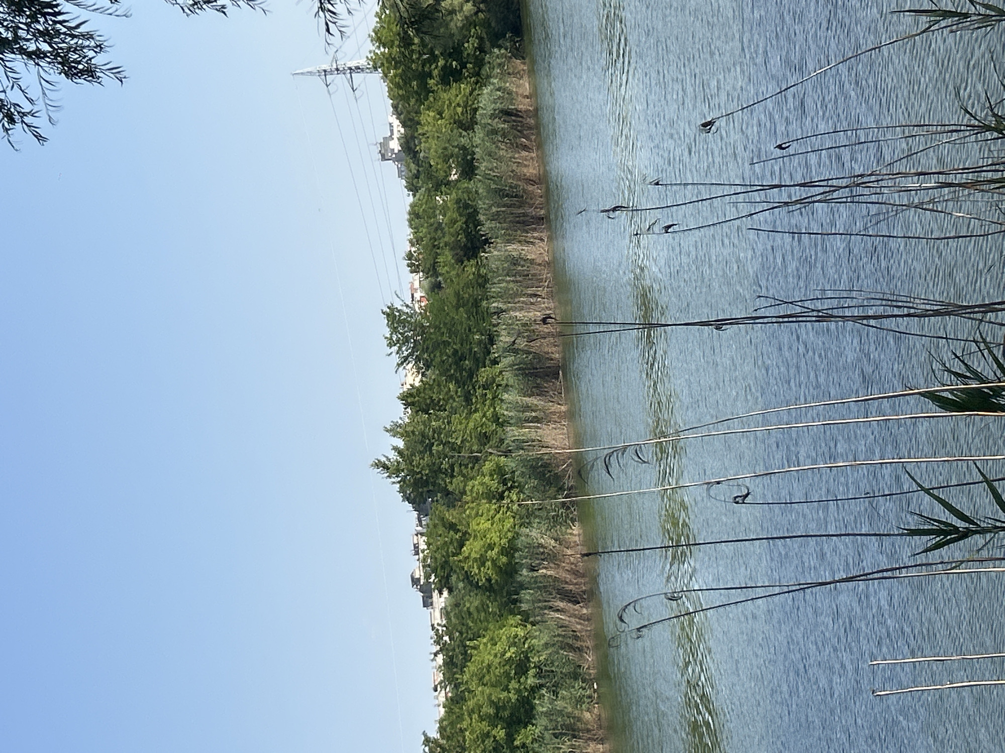 The image depicts a serene scene of the Yambol River in Yambol, Bulgaria. In the foreground, tall reeds sway gently, their slender stalks creating a delicate silhouette against the rippling water. The river itself is a calm expanse of blue, reflecting the clear, cloudless sky above.
The middle ground of the image showcases a lush green bank, densely populated with trees and reeds. The foliage is vibrant and healthy, suggesting a flourishing natural environment. In the distance, a few buildings are visible, hinting at the proximity of urban life to this tranquil waterway. A tall electricity pylon stands out against the horizon, a modern industrial element juxtaposed with the natural beauty of the river and its surroundings. The overall atmosphere is one of peaceful coexistence between nature and the cityscape.