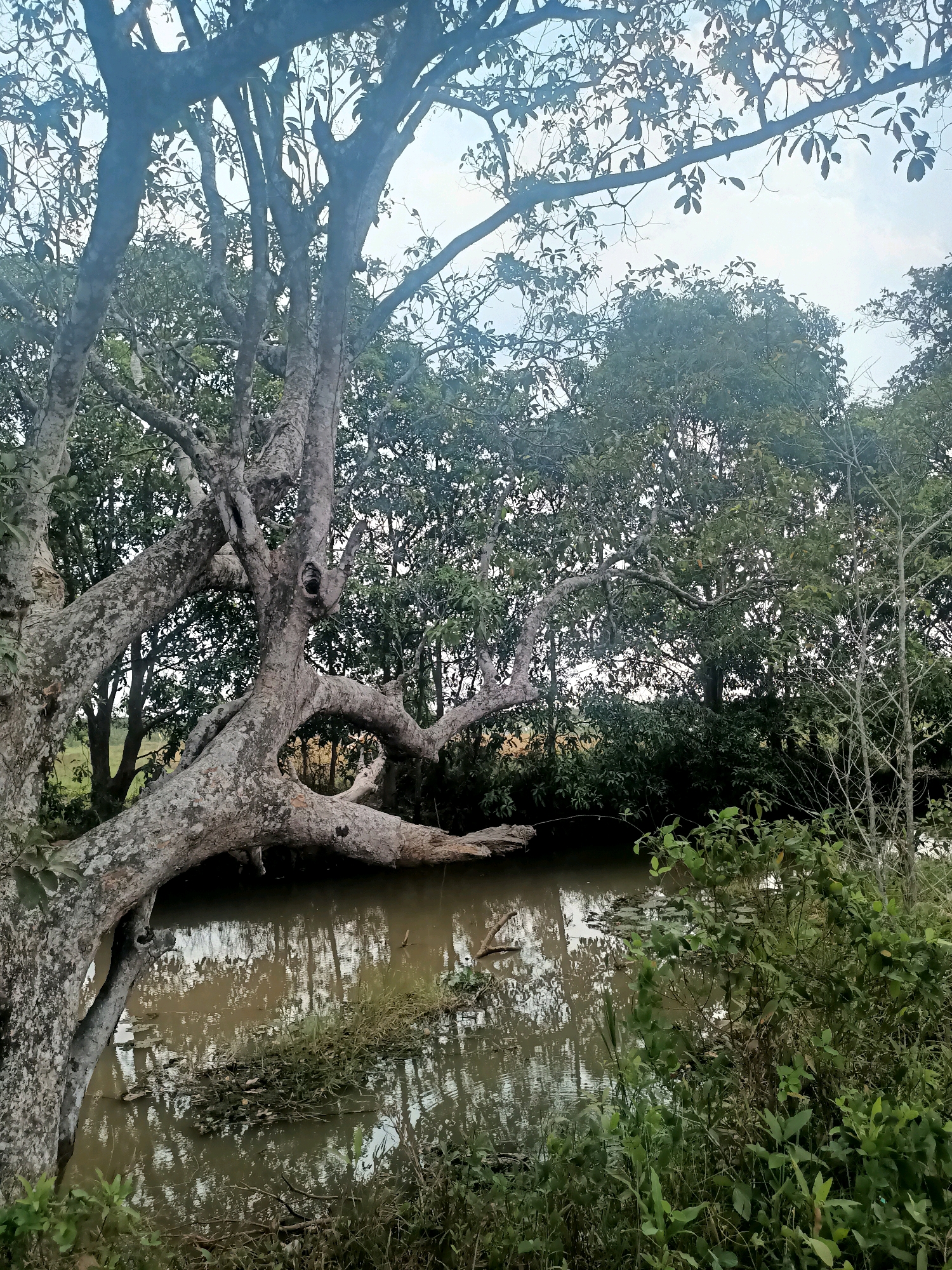 The image depicts a natural scene, likely in Sungai Rutas Hulu, Indonesia, characterized by a body of murky water in the foreground, reflecting the surrounding vegetation and sky. A large, gnarled tree with a rough, textured bark dominates the left side of the frame, its branches extending over the water. Dense green foliage and trees form a backdrop, creating a lush and somewhat overgrown environment. The water appears still, with some debris and aquatic plants visible. The overall impression is one of a tranquil, undeveloped natural landscape. There are no people or animals visible in the image. The lighting suggests it may be daytime, possibly late afternoon, with soft, diffused light.