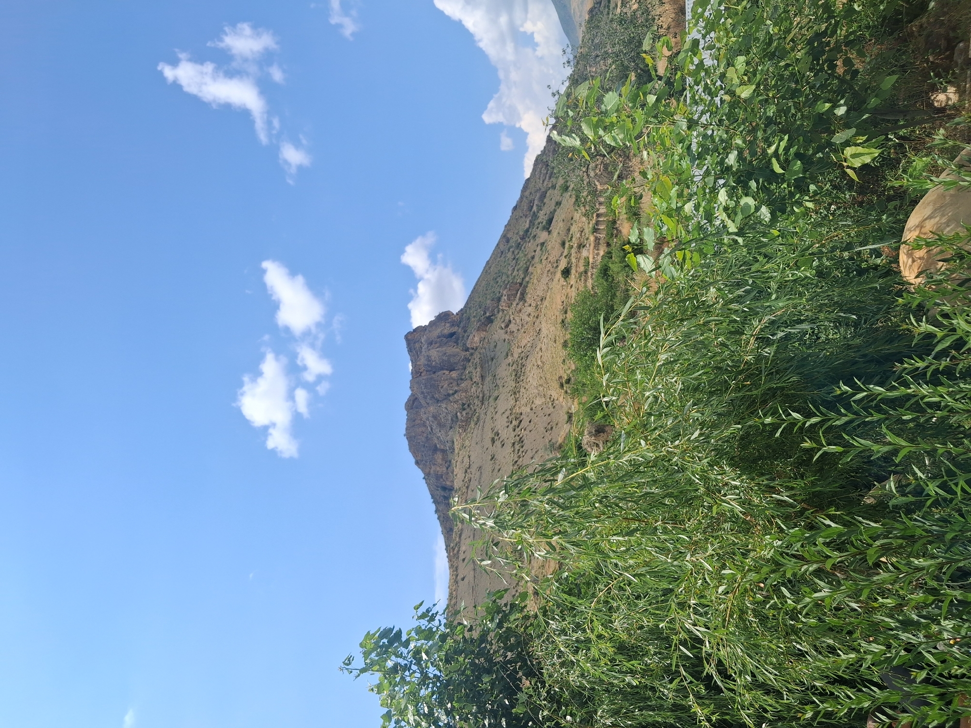 The image depicts a mountainous landscape with a clear blue sky dotted with white clouds. In the foreground, lush green foliage, including willow-like trees and other leafy plants, occupies the lower portion of the frame. Behind the vegetation, a barren, rocky mountain dominates the background. The mountain exhibits a rugged terrain with visible rock formations and slopes covered in sparse vegetation. The sky is bright, suggesting a sunny day. The scene appears to be located in Malishka, Armenia, given the characteristic mountainous terrain and the type of vegetation often found in the region. There are no people or animals visible in the image.