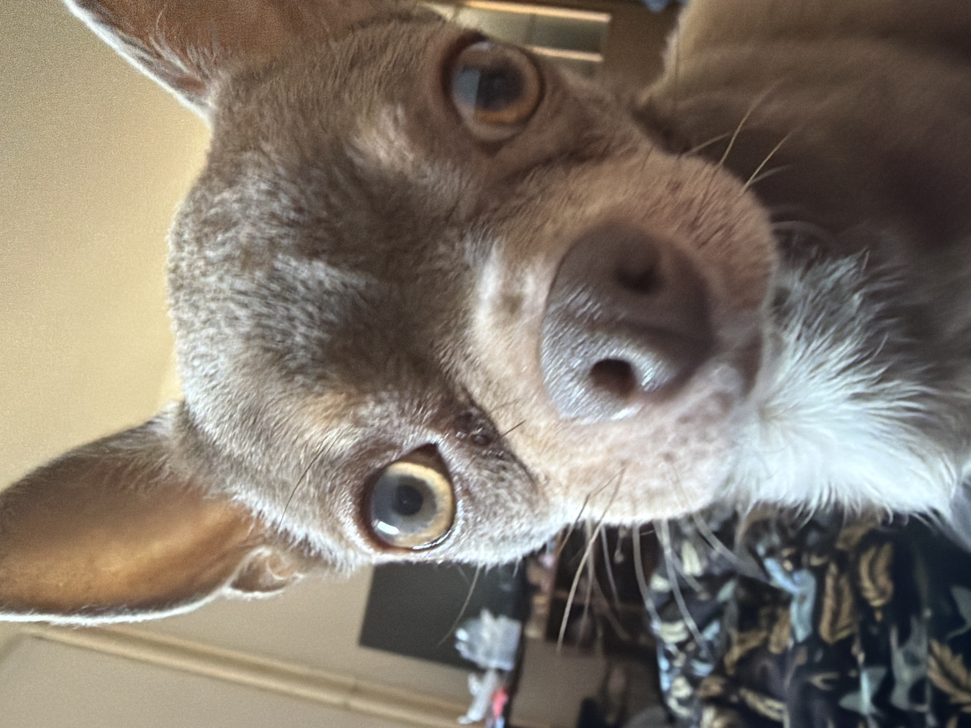 This is a close-up, low-angle photograph of a small, light brown dog, likely a Chihuahua, looking directly at the camera. The dog's head dominates the frame, tilted slightly to one side, conveying an inquisitive or curious expression. Its large, round eyes have dark pupils and amber-brown irises, with a visible catchlight. The dog's nose is dark and appears moist. Its fur is short and light brown, with patches of lighter, almost white fur around its muzzle and chin, contrasting with the darker brown of its head. Two pointed, erect ears are visible at the top and left edges of the frame.
The background is significantly blurred, indicating a shallow depth of field. To the upper left, a light-colored, possibly beige wall or surface is visible. Above the dog's head and to the right, blurred horizontal lines suggest window blinds or slats. Behind the dog's lower right side (viewer's left), a dark, patterned fabric, possibly clothing with abstract or leafy motifs in shades of dark green, black, and light brown, can be seen. Other indistinct, dark objects are present in the far background.
The dog appears to be directly engaging with the photographer, possibly showing affection or curiosity, given its direct gaze and tilted head. The lighting suggests an indoor setting, likely during the daytime, though a specific time or weather cannot be determined. No text is visible in the image. While the location context provided is Saint Petersburg, Russia, there are no specific visual cues within the image itself to confirm this location.