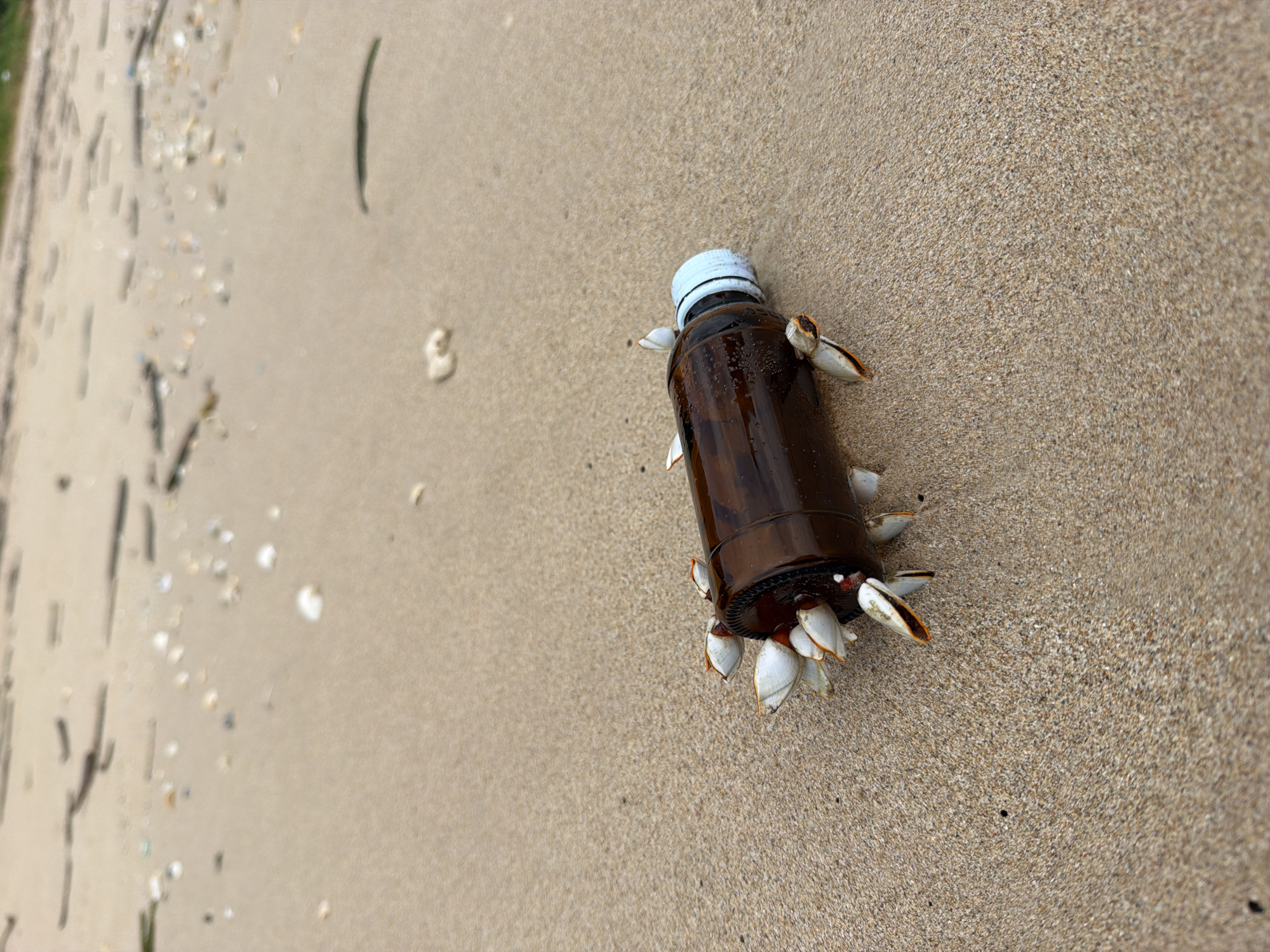 A brown glass bottle, encrusted with barnacles, rests on the wet sand of a beach in Bang Muang, Thailand. The bottle is lying on its side, with the cap facing towards the right. The barnacles are white and elongated, with orange tips, and are clustered around the neck and body of the bottle. The sand is damp and tan, with small pebbles and shells scattered across its surface. In the background, the sea is visible as a blurry expanse of water, and the sky is overcast. The scene appears to be uninhabited by people.