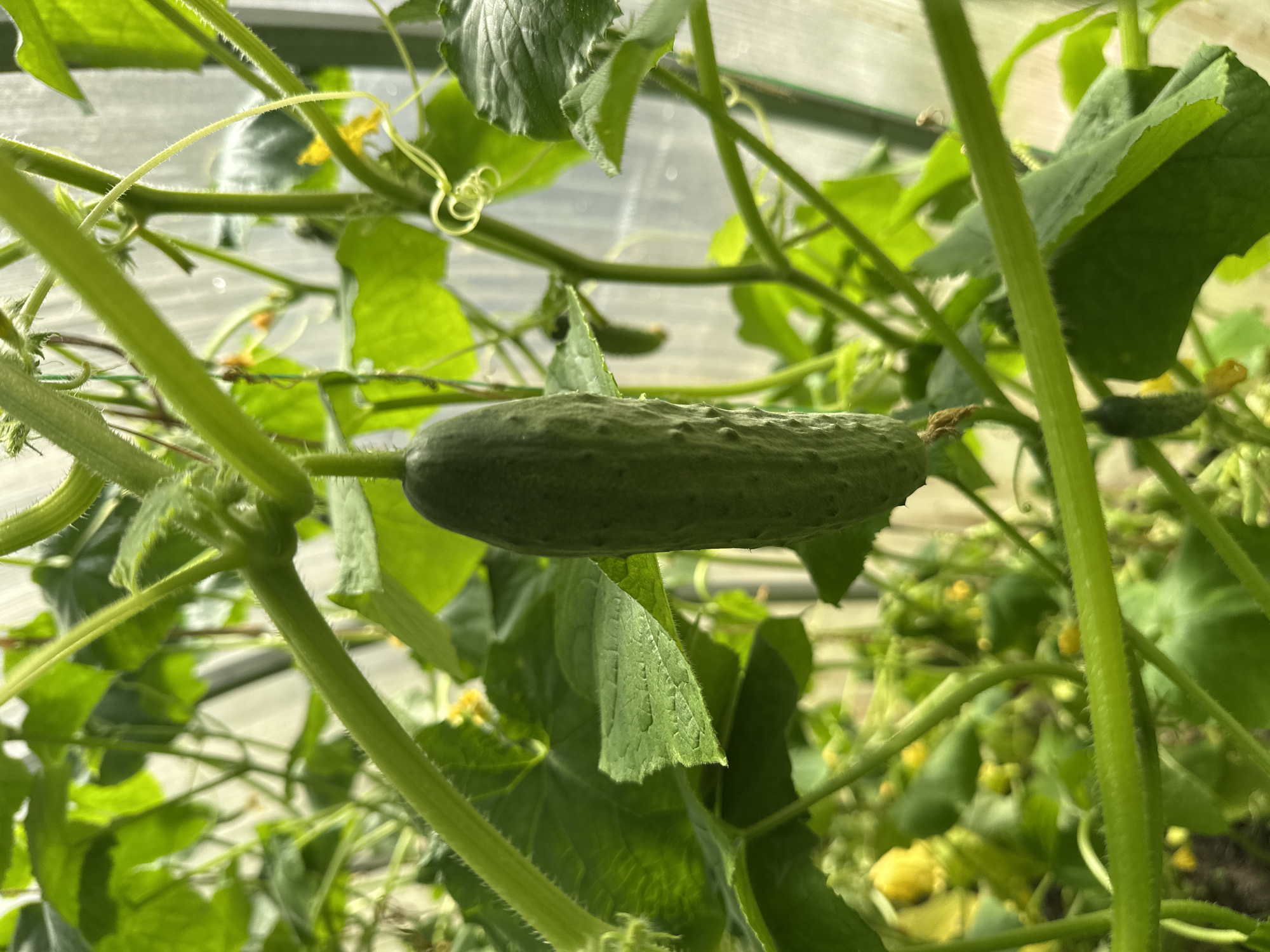 A single, elongated cucumber hangs from a vine in what appears to be a greenhouse. The cucumber is a dark green color and has a textured surface with small bumps. The vine is also green and hairy, with tendrils reaching out. Lush green leaves surround the cucumber, some of which are shaded, while others are illuminated by sunlight. In the background, other cucumber vines and yellow flowers are visible, suggesting a garden setting. The overall impression is one of growth and abundance. The location is not specified in the image.