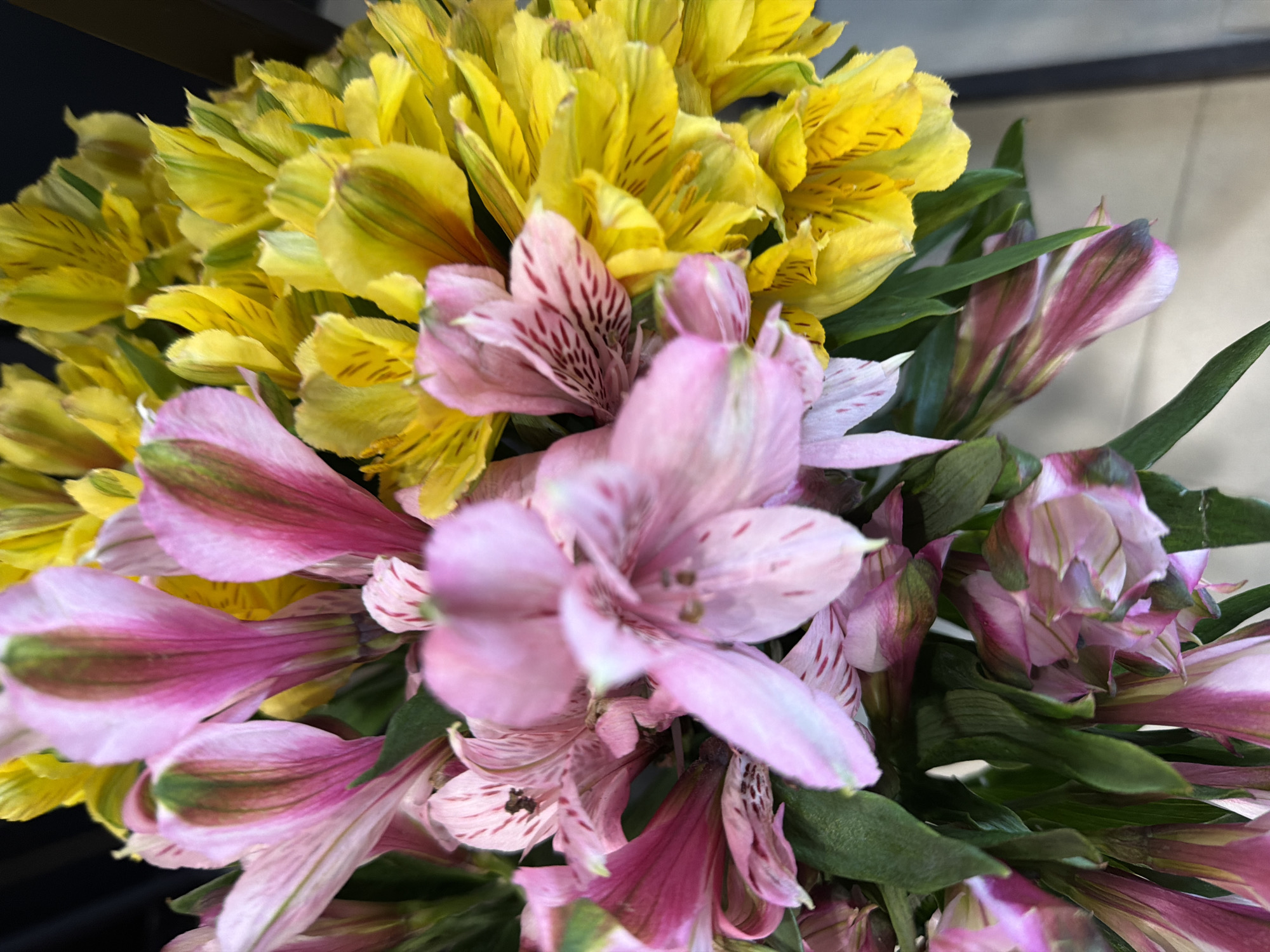 A close-up shot showcases a vibrant bouquet of Alstroemeria flowers. The bouquet is a striking mix of bright yellow and soft pink blooms, accented by deep green leaves. The yellow flowers, densely clustered, feature delicate dark streaks on their petals. Interspersed among them are the pink flowers, some fully open, revealing intricate markings, while others are still in bud or partially unfurled. The pink petals have a gradient of color, transitioning from a lighter hue at the edges to a deeper pink towards the center, with some also displaying green accents.
The lighting suggests an indoor setting, possibly a studio or a well-lit room, as there are no strong shadows or indications of natural outdoor light. The focus is sharp on the flowers, blurring the background and the edges of the bouquet, emphasizing the textures and colors of the blossoms. The overall impression is one of natural beauty and freshness, with the diverse colors and delicate structures of the flowers taking center stage. There is no visible text in the image.