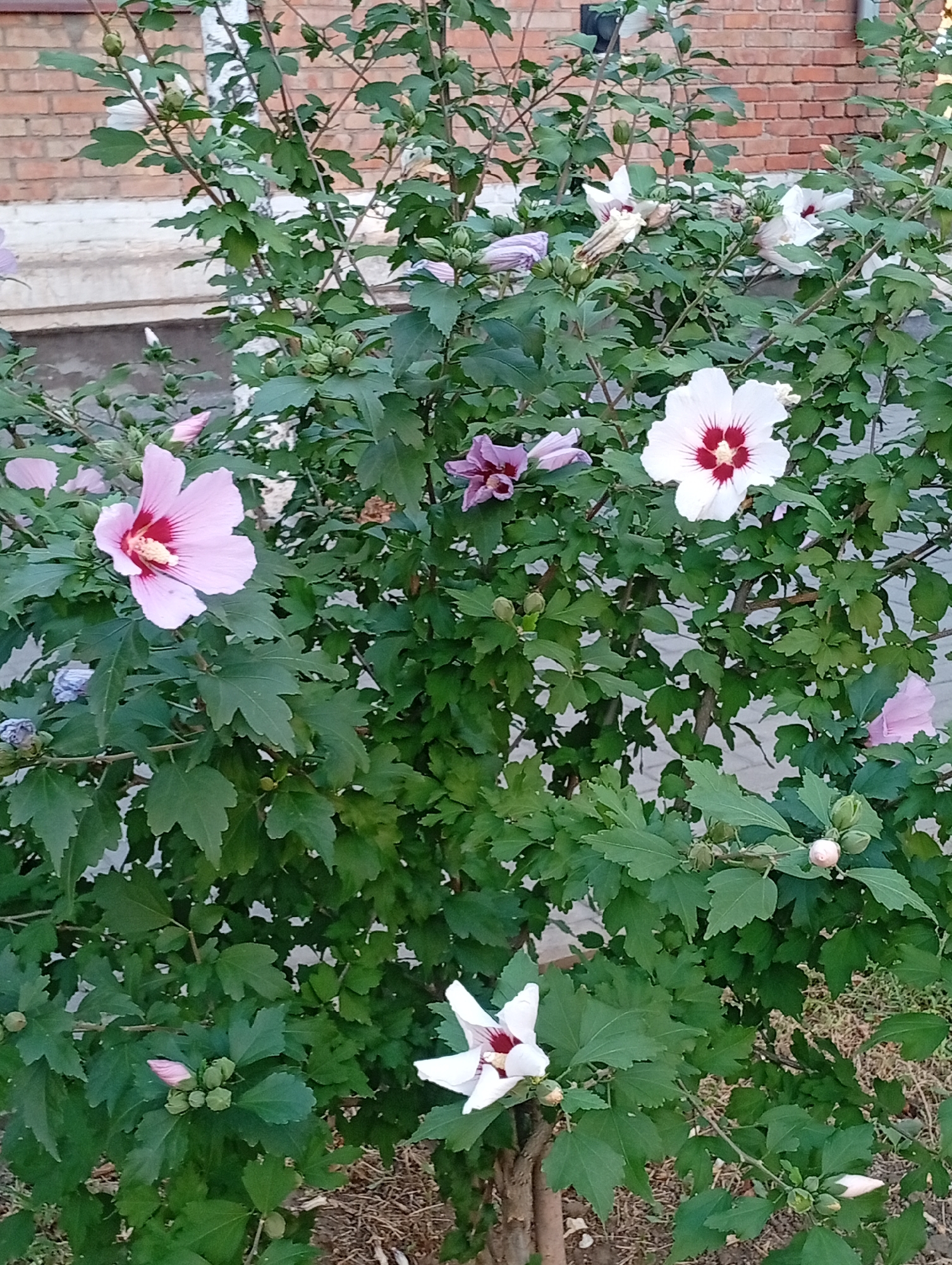 In the city of Pokrov, Ukraine, a flowering bush with lush green leaves and multiple hibiscus blooms is pictured. The flowers display a range of colors, including pale pink with a deep red center, white with a deep red center, and purple. Several flower buds are also visible on the branches, some in shades of pink and green. The bush is situated outdoors, with a brick building visible in the background. The ground beneath the bush is covered in dry mulch and scattered leaves.
