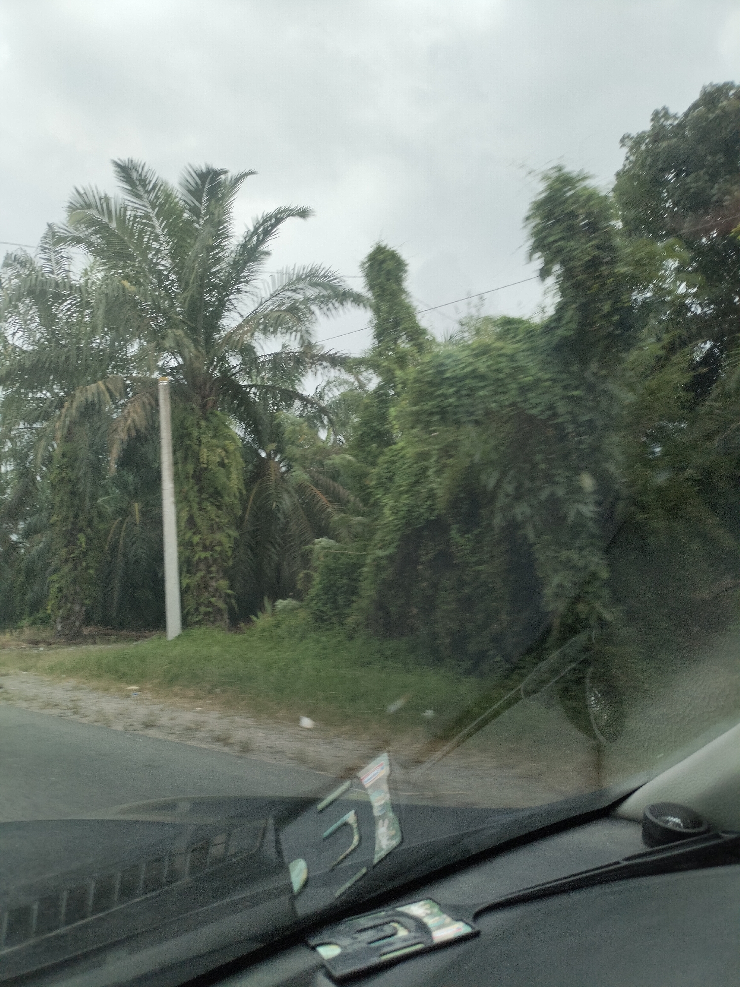 A wide shot taken from a vehicle shows a cloudy day in Bukit Selamat, Indonesia, with lush green vegetation and palm trees dominating the landscape. The foreground is occupied by the car's dashboard and windshield, showing reflections of the interior and the road ahead. The road is paved and appears to be in good condition. To the left of the road, there is a patch of dry grass and dirt. The main focus of the scene is the dense vegetation on the right side, characterized by tall palm trees and thick green foliage that appears to be overgrown. A concrete pole stands vertically amidst the greenery on the left. The overall impression is of a rural or semi-rural setting, possibly an agricultural area given the presence of palm trees. The sky is overcast, suggesting a possibly humid or rainy day. No people or animals are visible in the image.