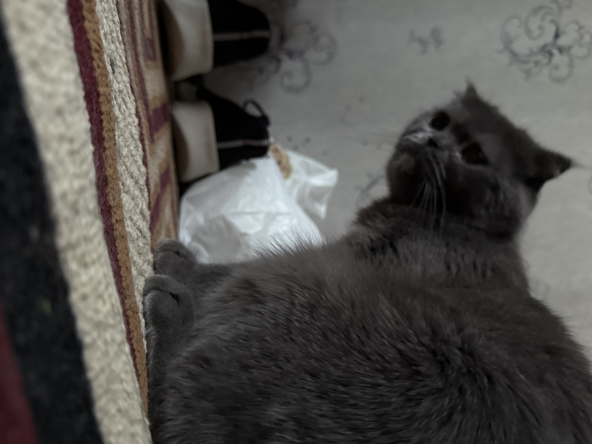A medium shot captures a fluffy grey cat sitting on a striped rug indoors. The cat is positioned on the right side of the frame, facing left with its head turned towards the viewer. Its fur is soft and dense, and its eyes are dark and alert. In the background, a white plastic bag is visible, and to the left of that, a pair of black and white sneakers are placed side-by-side. The wall behind the objects features a subtle floral wallpaper pattern. The lighting is dim, creating a somewhat muted color palette. This scene appears to be an indoor setting within a residential area in Tashkent, Uzbekistan.
