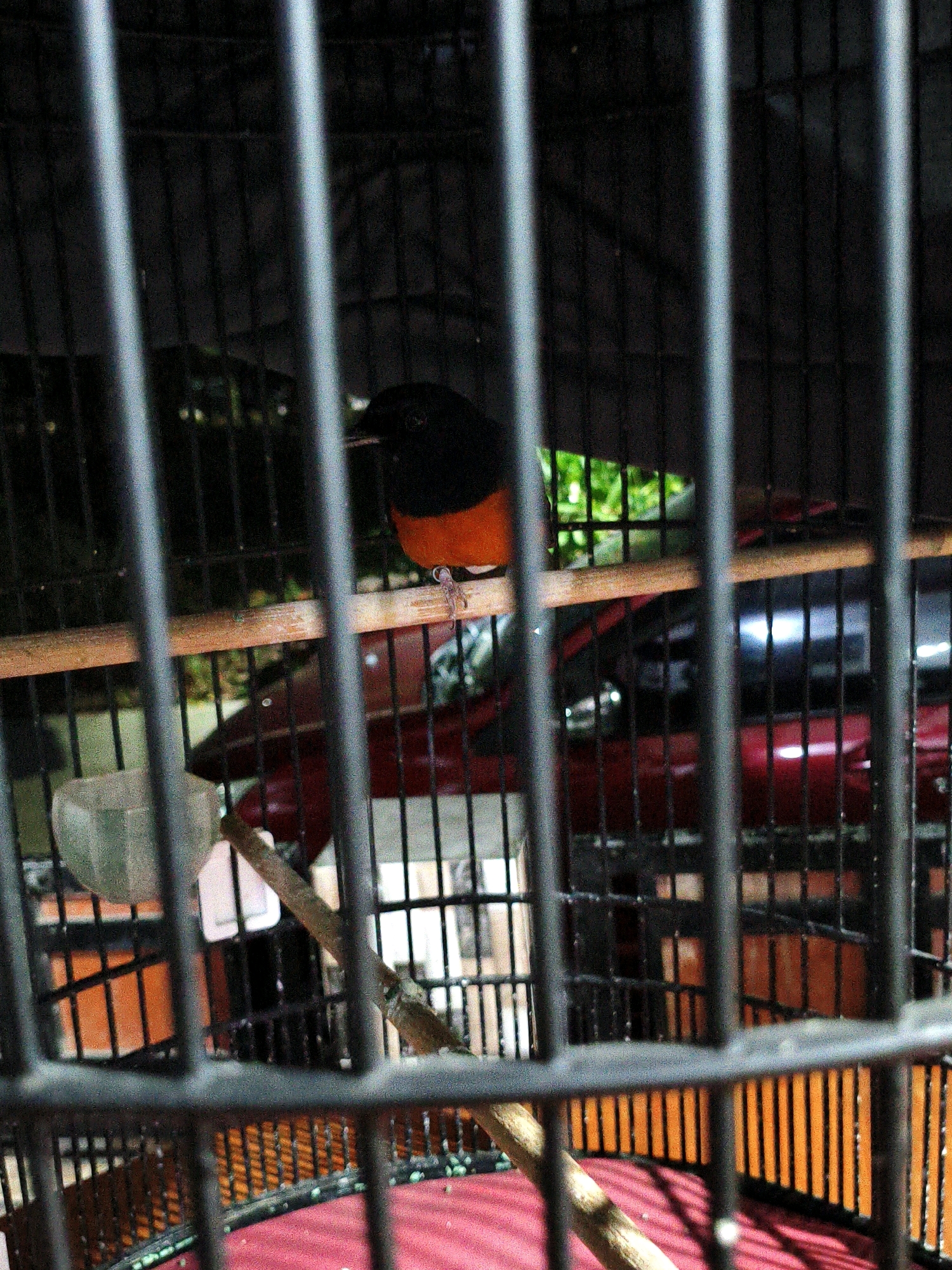 The image shows a bird in a cage. The bird is black and orange and is perched on a wooden branch. The cage is made of black metal bars and has a red bottom. In the background, there is a red object, possibly a car, and some green foliage. The image appears to have been taken in Babakan Madang, Indonesia.