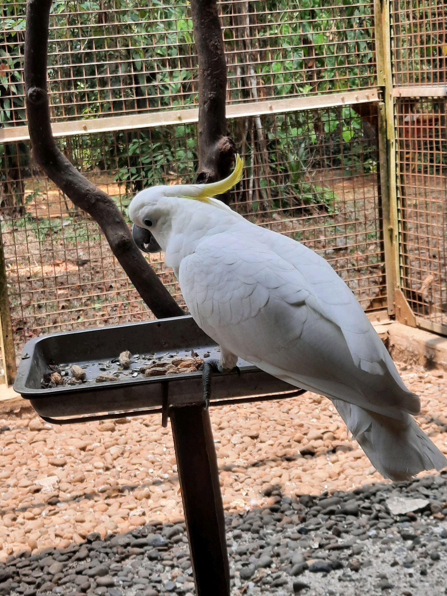 A white cockatoo with a yellow crest is perched on a metal feeder filled with nuts. The feeder is supported by a dark metal pole. The ground is covered in small, light-colored pebbles. In the background, a wire mesh enclosure is visible, with lush green foliage beyond it. The scene appears to be outdoors, possibly in a zoo or aviary, with dappled sunlight illuminating the bird and its surroundings. The cockatoo is looking down at the food in the feeder.