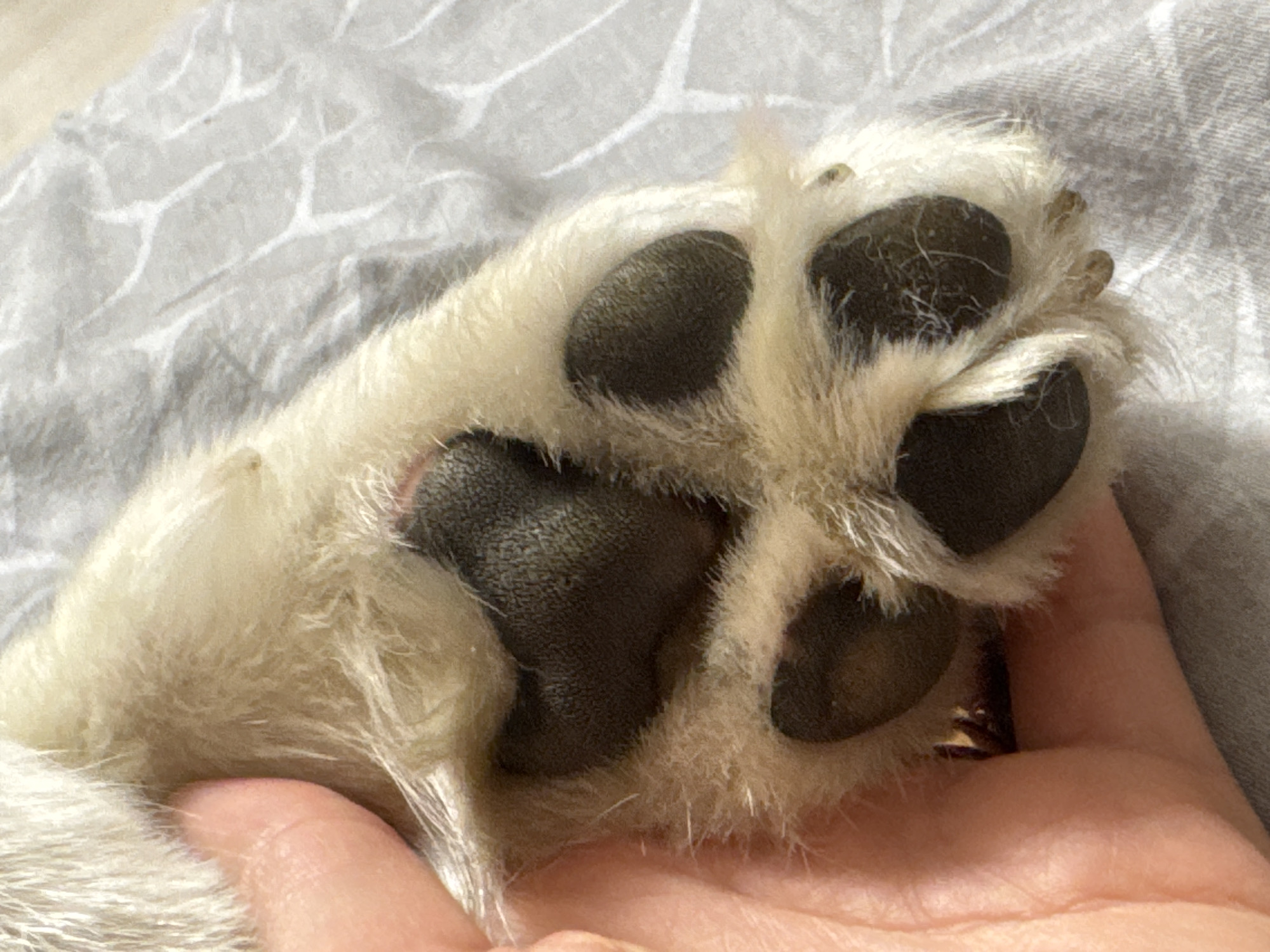 A close-up, high-angle shot shows a person's hand holding a dog's paw. The paw is light brown and cream-colored with black pads. The dog's fur is visible around the paw. The background is a light gray textured surface, possibly a blanket or bedding. The image does not contain any elements that indicate a specific location in Chaikovsky, Russia.
