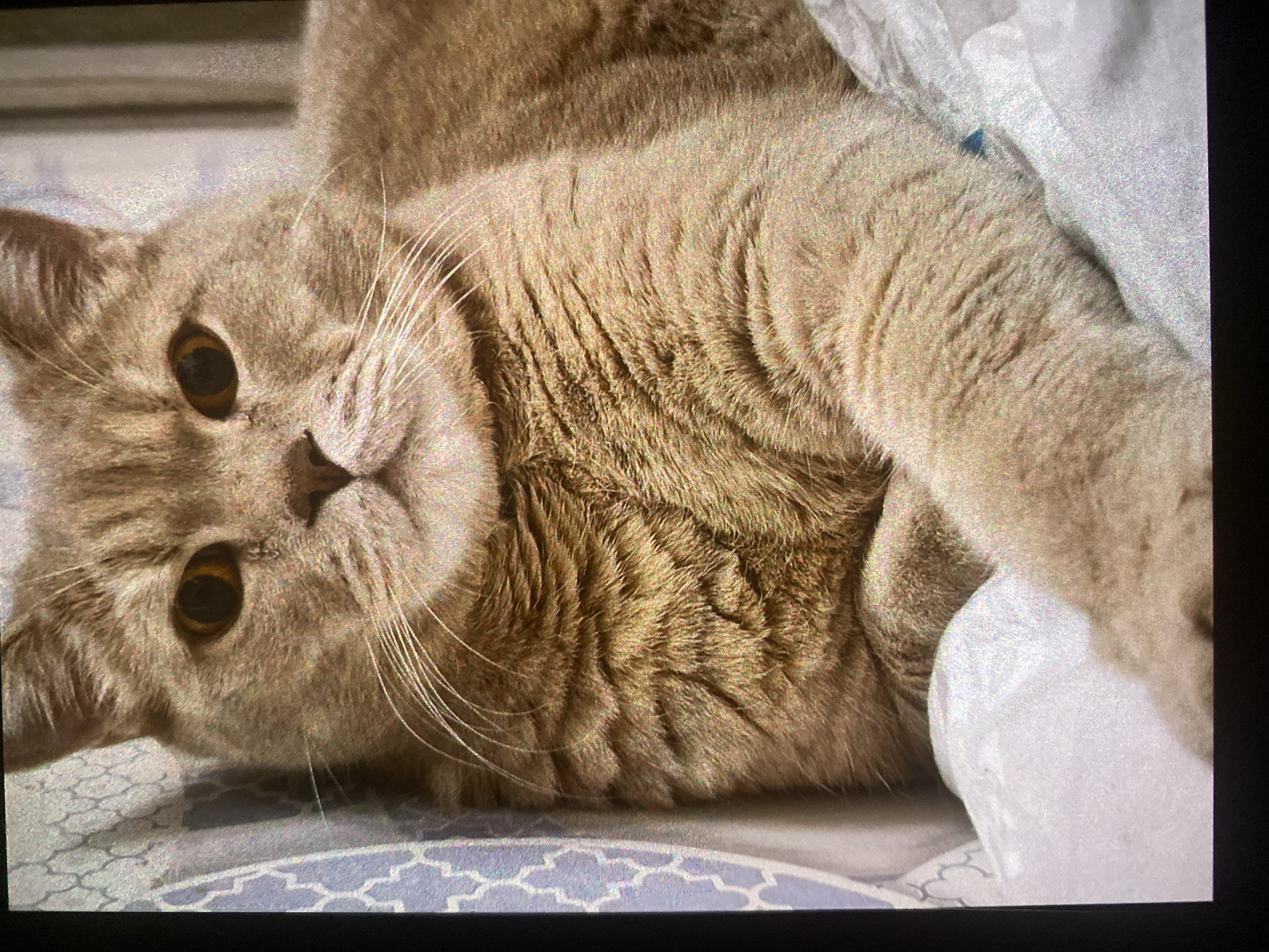 A light-brown cat with orange eyes lies on a patterned blanket. It is not possible to determine the location.