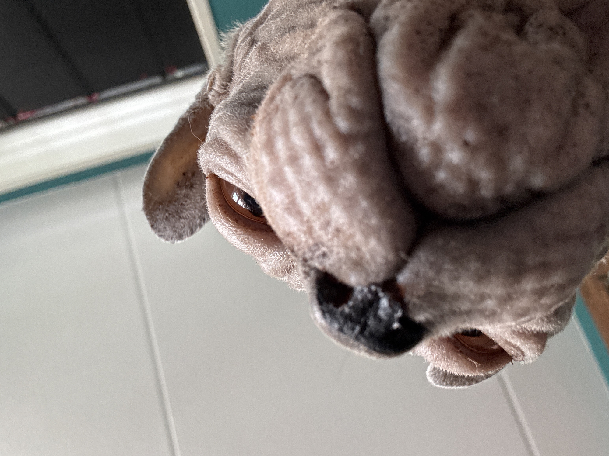 A close-up, low-angle, wide-angle photograph shows the face of a hairless dog, likely a pug or bulldog breed, in the city of Unknown, Unknown. The dog's snout fills much of the frame, with its wrinkled nose, dark eyes, and fleshy ears visible. The background consists of a light-colored, textured wall with a horizontal line running across it, and a blurred dark rectangular shape, possibly a window or door, with vertical lines. The lighting is bright, casting reflections in the dog's eyes. The perspective is from below the dog, looking up at its face.