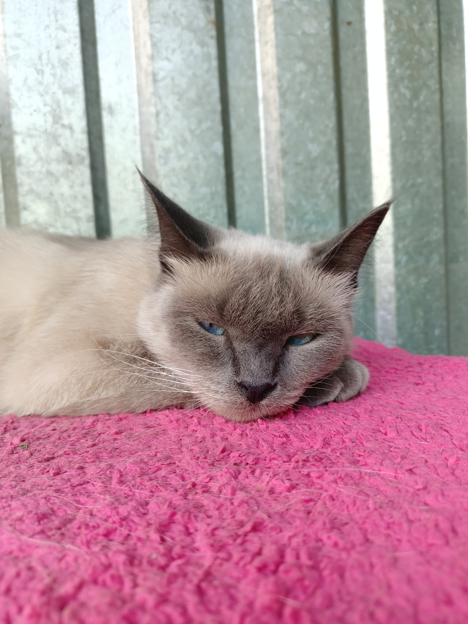 A close-up, eye-level shot shows a Siamese cat lying on a bright pink textured surface. The cat's fur is light cream with darker points on its ears and face. Its eyes are a striking blue. The cat's head is resting on its paw, and its body extends to the left of the frame. Behind the cat is a corrugated metal wall with vertical lines, appearing weathered and gray. The foreground is dominated by the intensely pink surface, which seems to be a rug or blanket, showing signs of wear and some stray hairs. The overall lighting suggests an outdoor setting, possibly in Almaty, Kazakhstan, given the implied location.