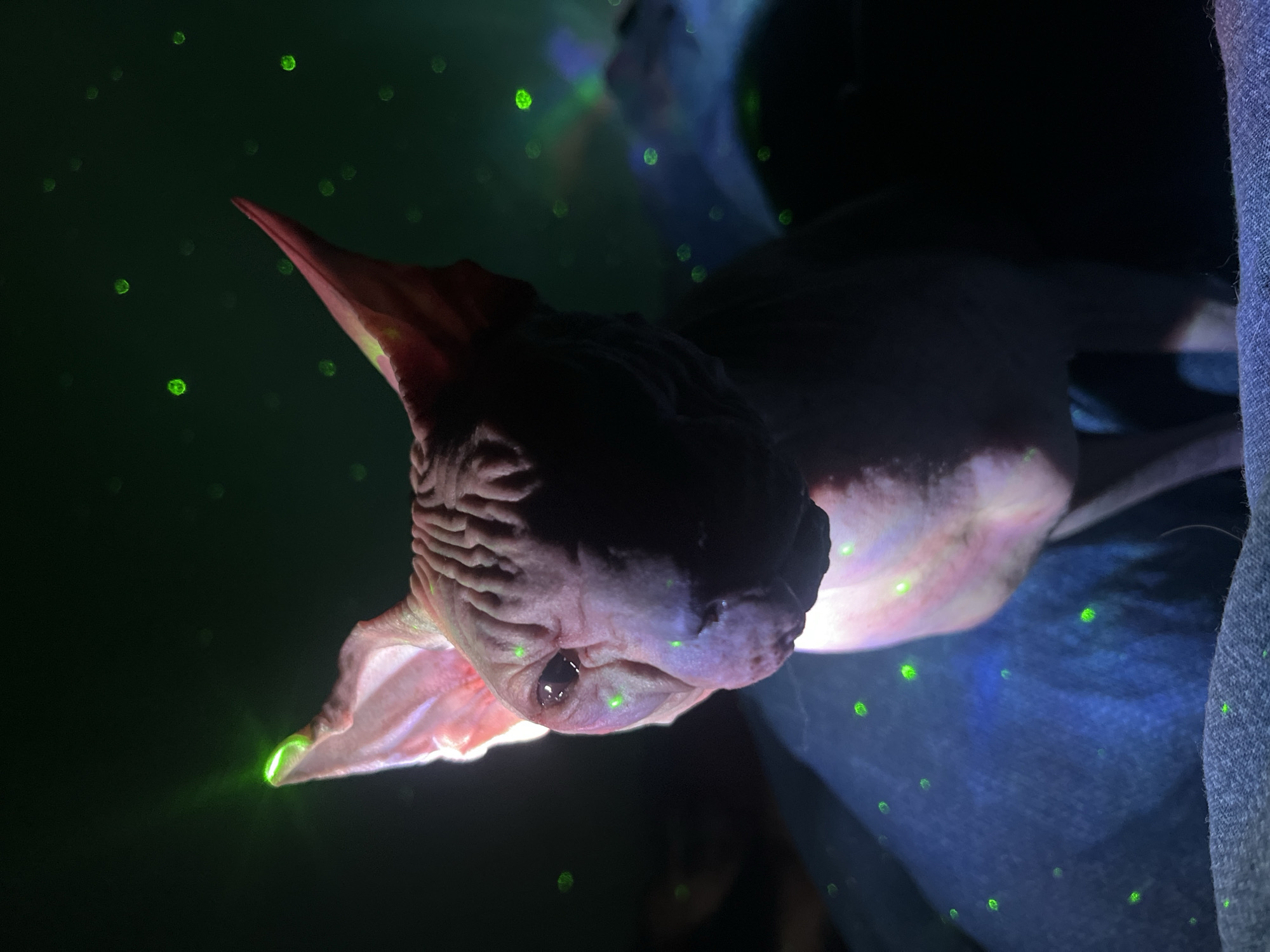 A Sphynx cat is the subject of this portrait, illuminated by green laser lights that create a cosmic or starry effect. The cat's pink, wrinkled skin is visible, with its large ears prominent. One ear is highlighted by a bright green laser dot at its tip, while other green dots are scattered across the cat's face, body, and the surrounding environment. The cat is positioned in a way that suggests it is sitting or being held, with a textured surface, possibly fabric like denim or a blanket, visible beneath it. The background is dark with more green bokeh-like lights, suggesting a dimly lit room or a created visual effect. No location in Nizhny Tagil, Russia is depicted or suggested.